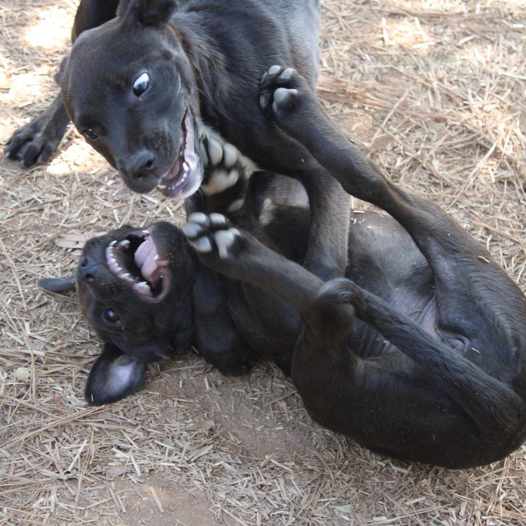 Mariah, a Adoptable Mixed Breed in Valley, AL image 2/4