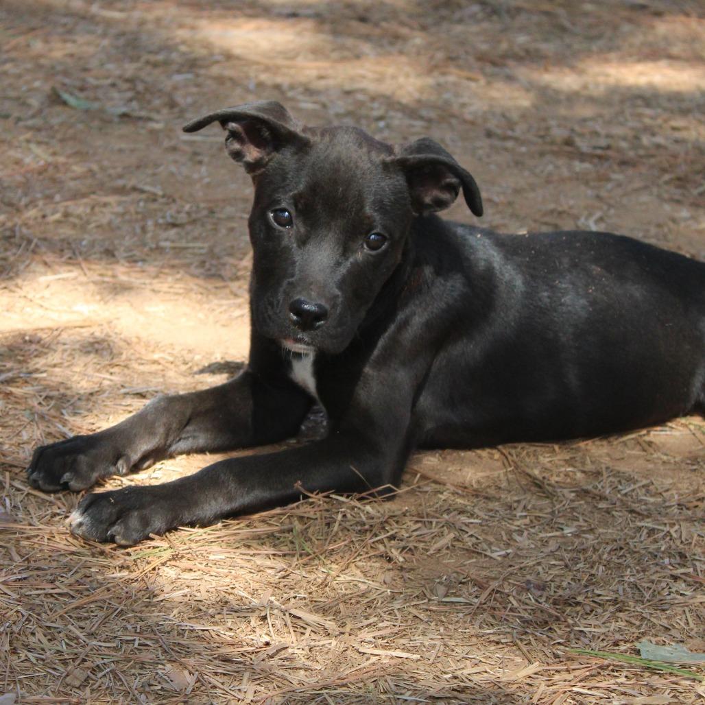 Mariah, a Adoptable Mixed Breed in Valley, AL image 1/4