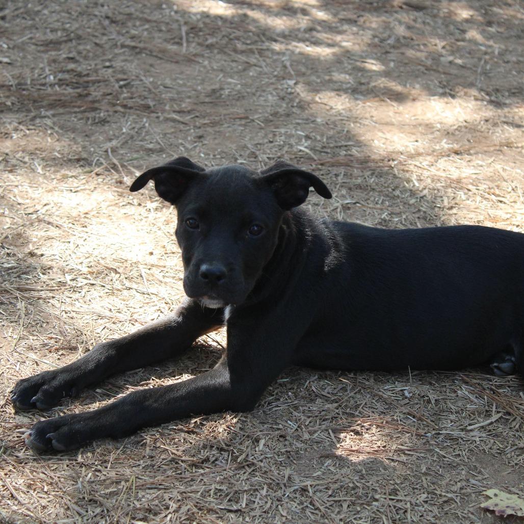 Mariah, a Adoptable Mixed Breed in Valley, AL image 4/4