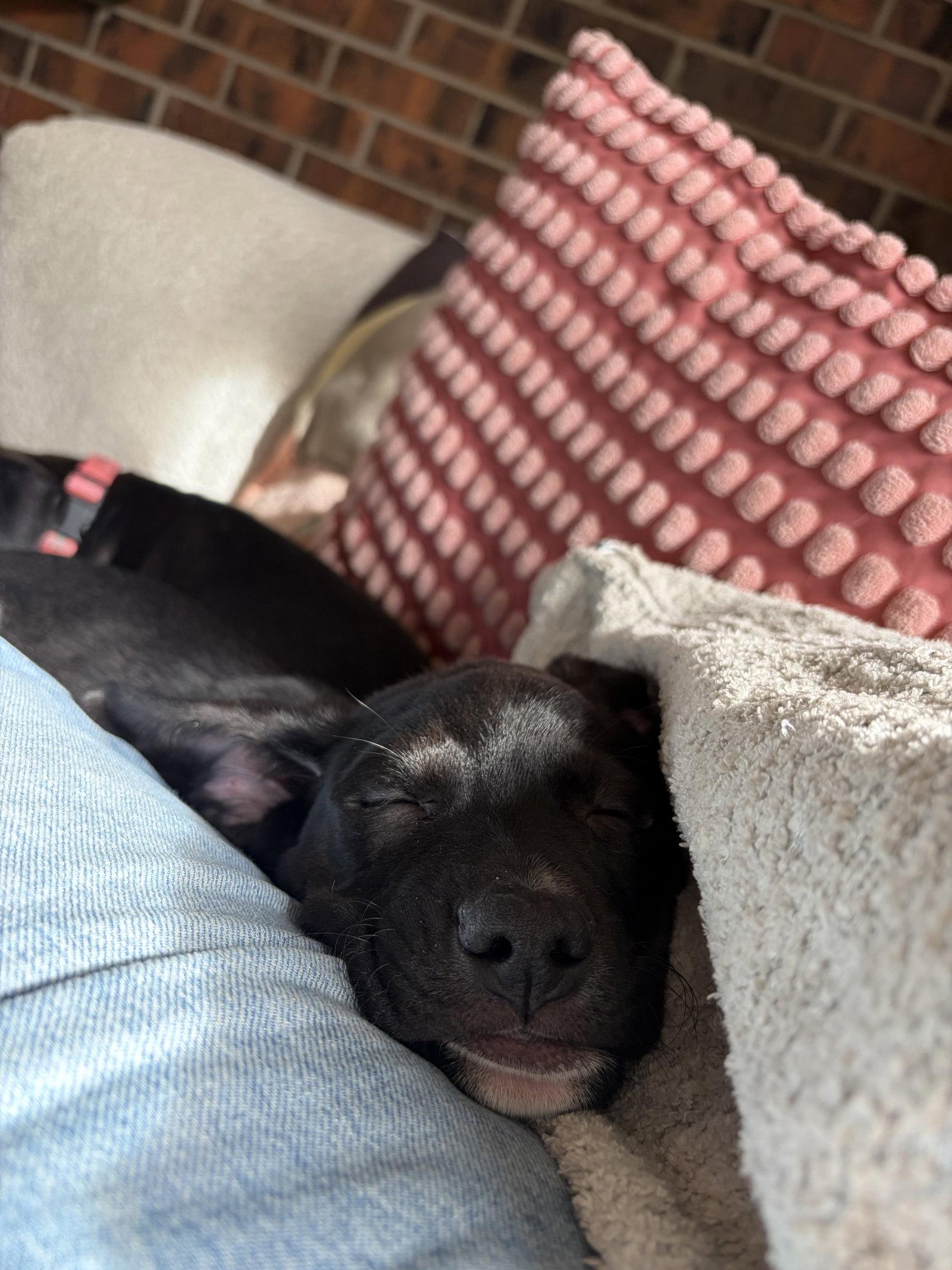 Lily #10, Adopted, Puppy Female Labrador Retriever.