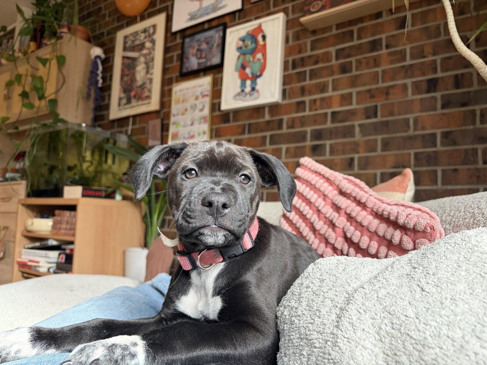 Enlarge Lily #10, a Adopted Labrador Retriever in Aurora, CO image 2/3