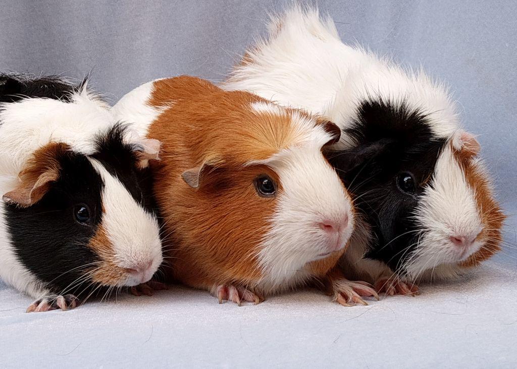 Enlarge Blossom/Bubbles/Buttercup, an adopted mixed breed in Goleta, CA image 2/2