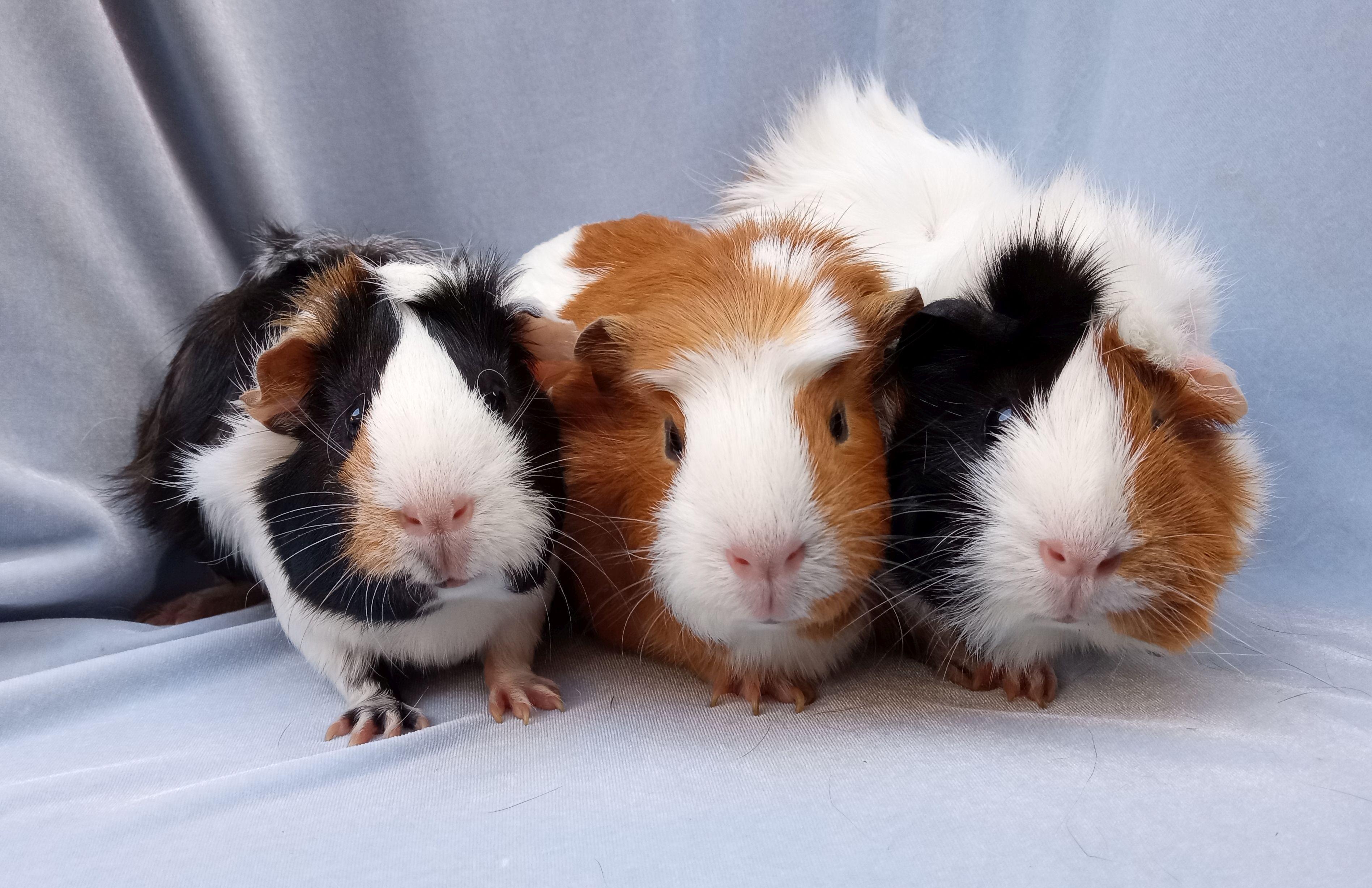 Enlarge Blossom/Bubbles/Buttercup, an adopted mixed breed in Goleta, CA image 1/2