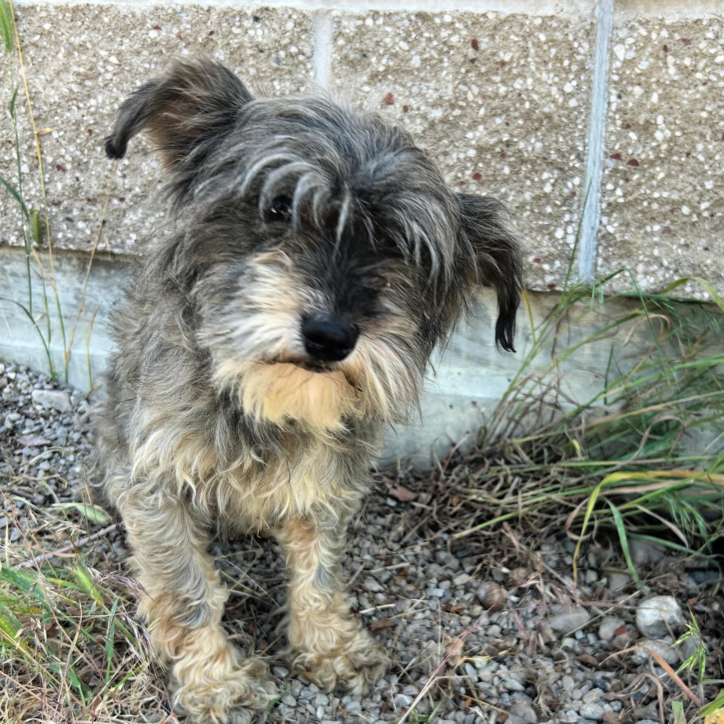 Mary Margaret, an adopted mixed breed in Lindon, UT image 3/6