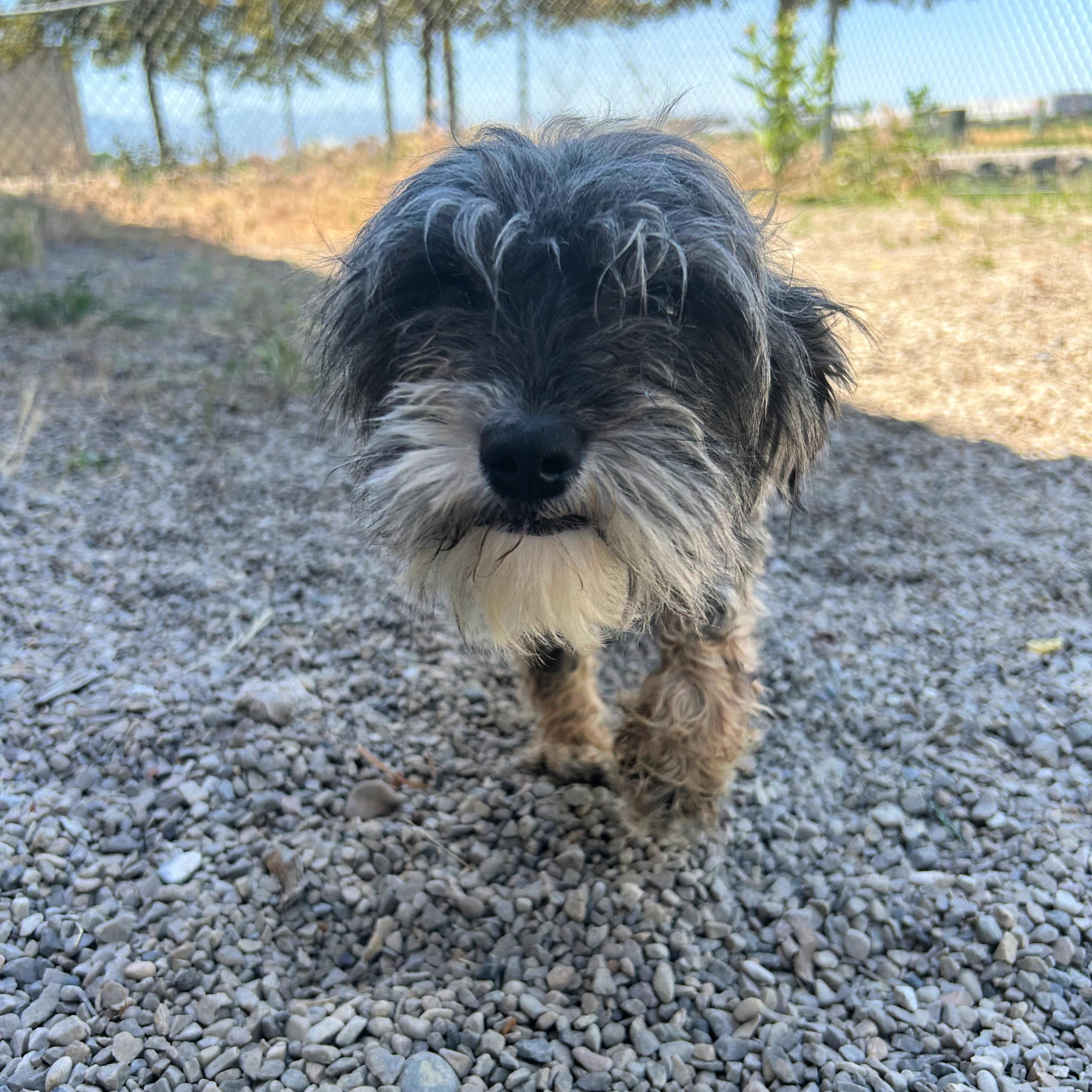 Mary Margaret, an adopted mixed breed in Lindon, UT image 5/6