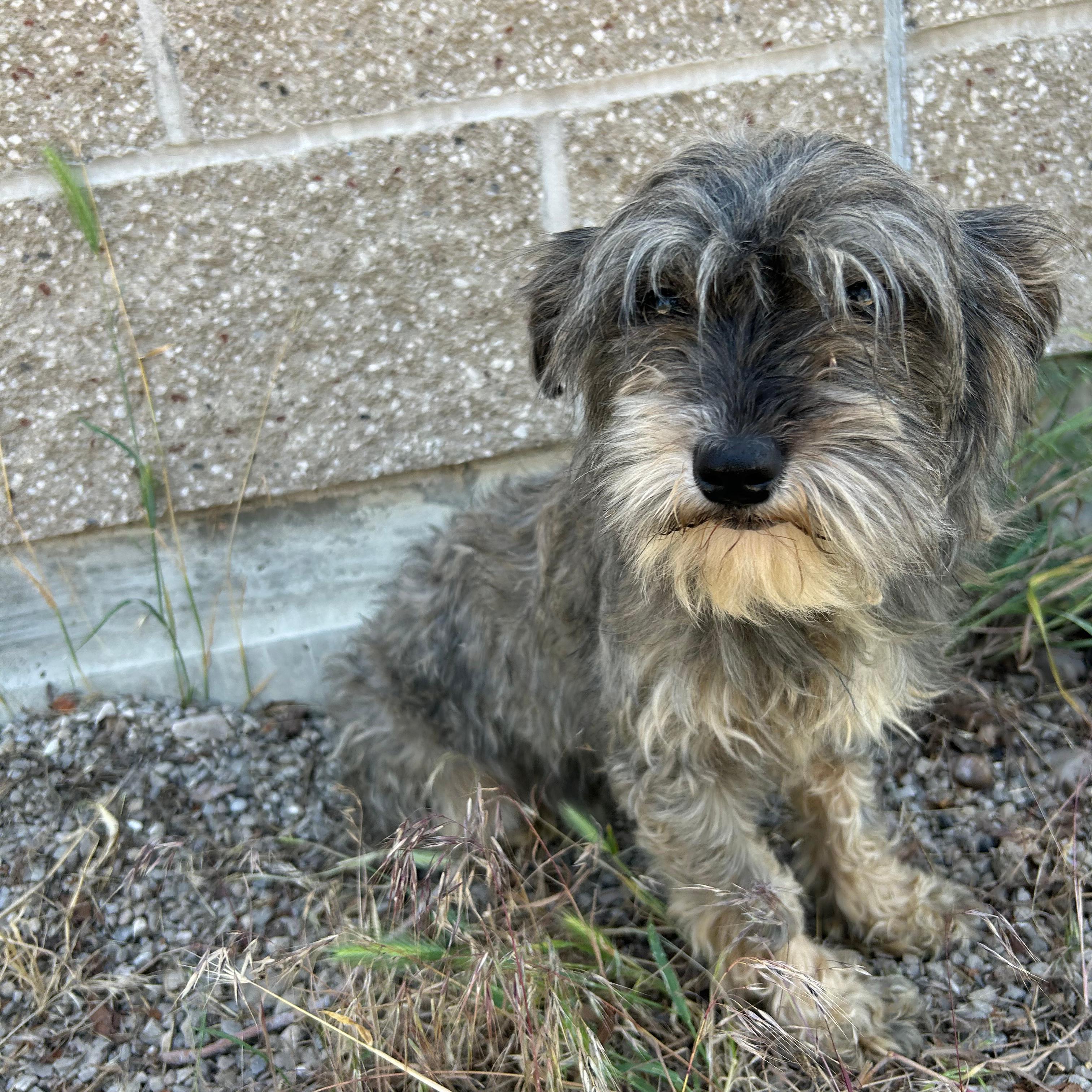 Mary Margaret, an adopted mixed breed in Lindon, UT image 2/6