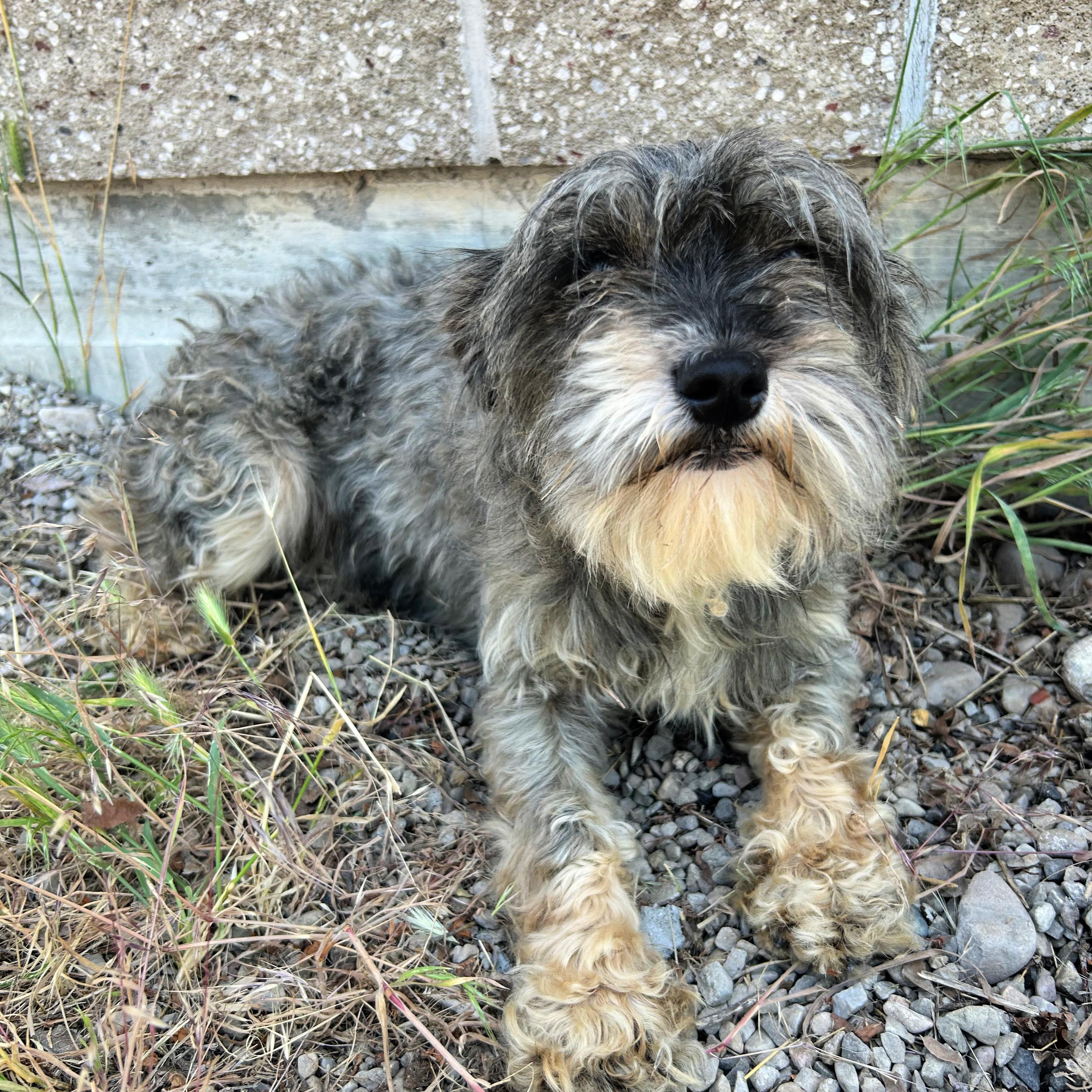 Mary Margaret, an adopted mixed breed in Lindon, UT image 6/6