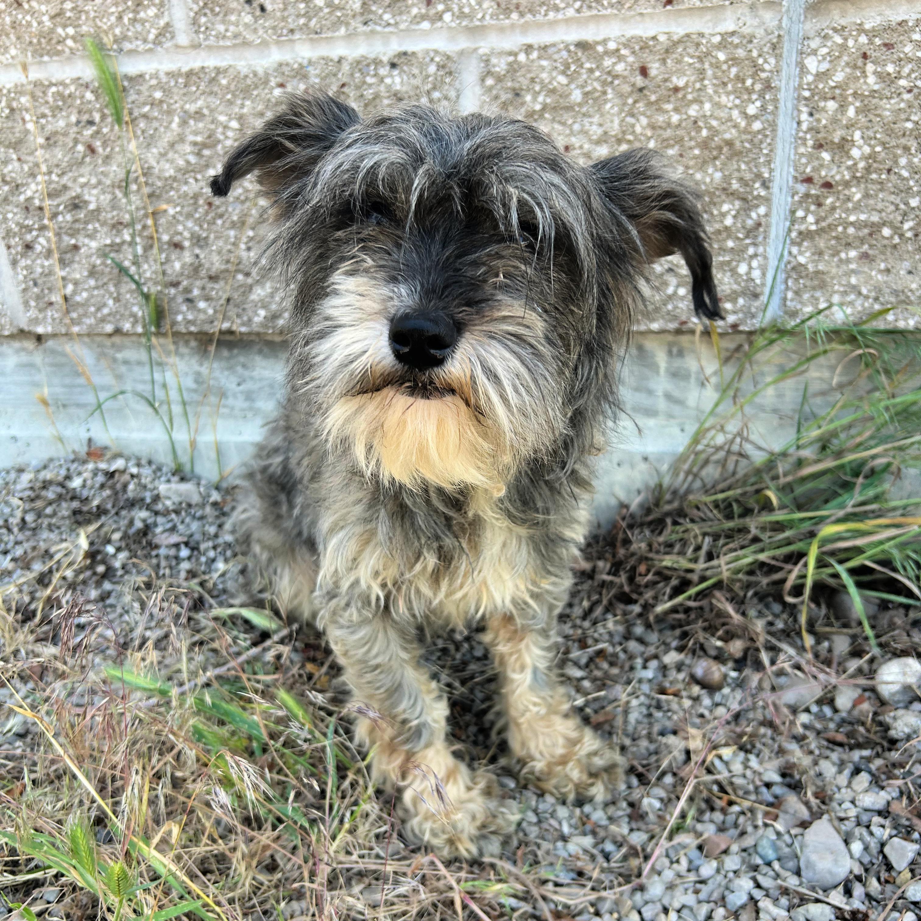 Mary Margaret, an adopted mixed breed in Lindon, UT image 1/6