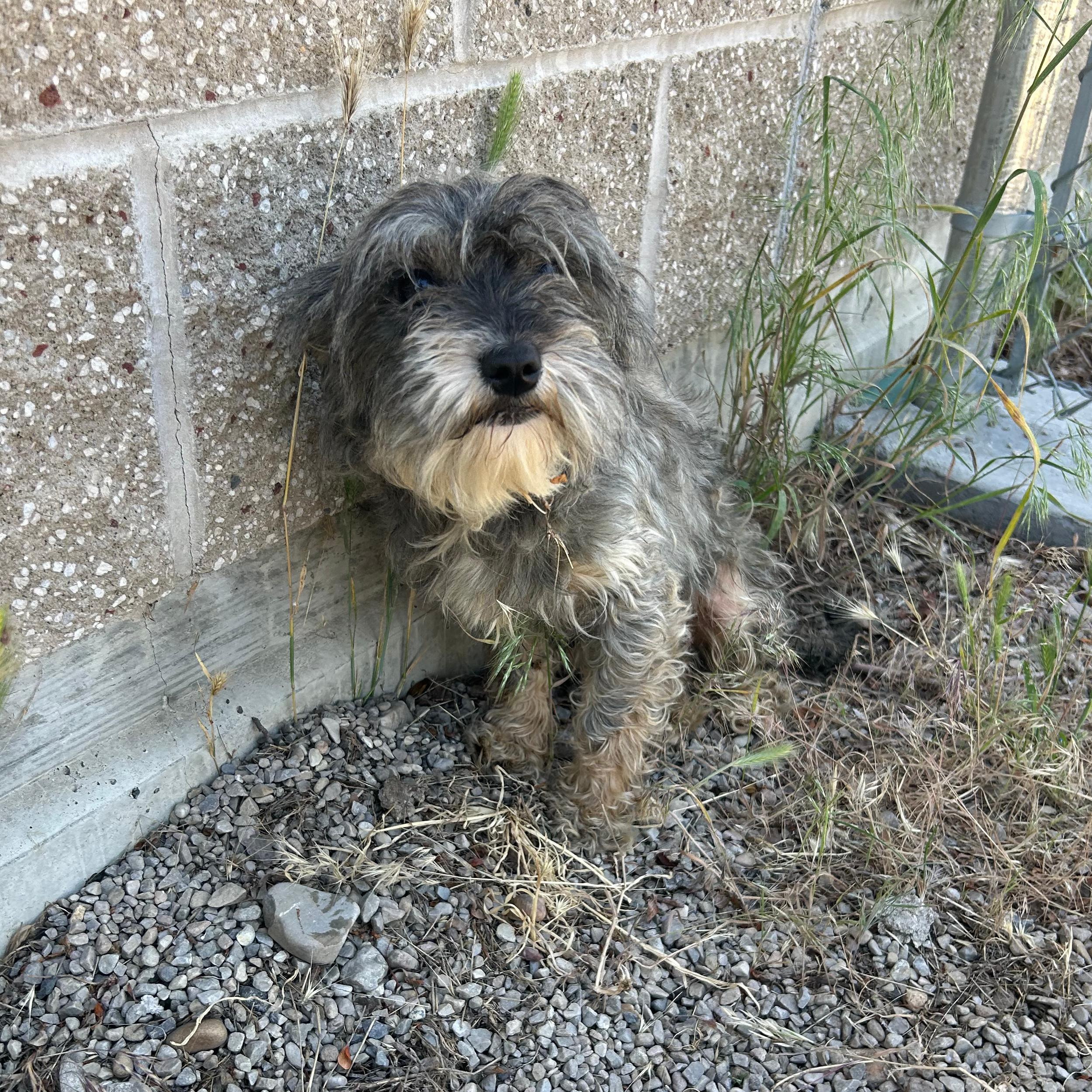 Mary Margaret, an adopted mixed breed in Lindon, UT image 4/6