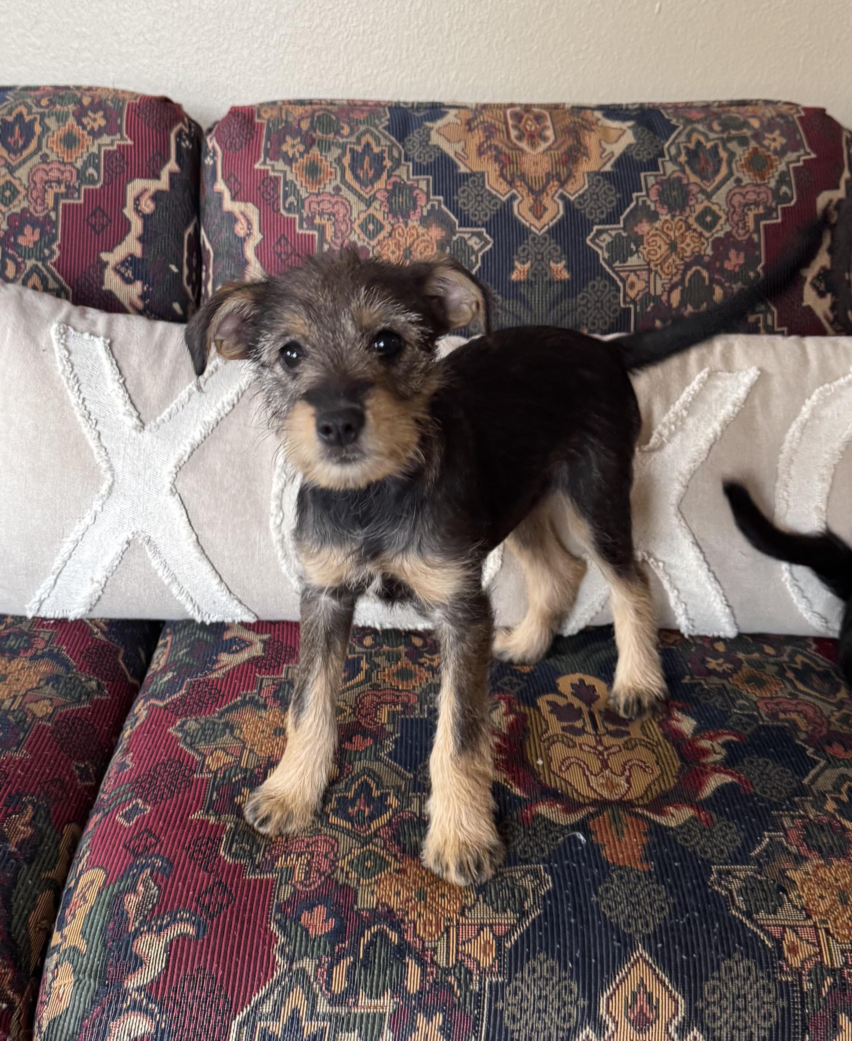 Laverne, adopted, Puppy Female Miniature Schnauzer & Chihuahua.