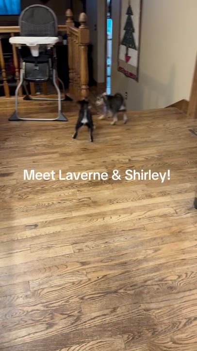 Enlarge Laverne, an adopted mixed breed in Cedar City, UT video 2/2