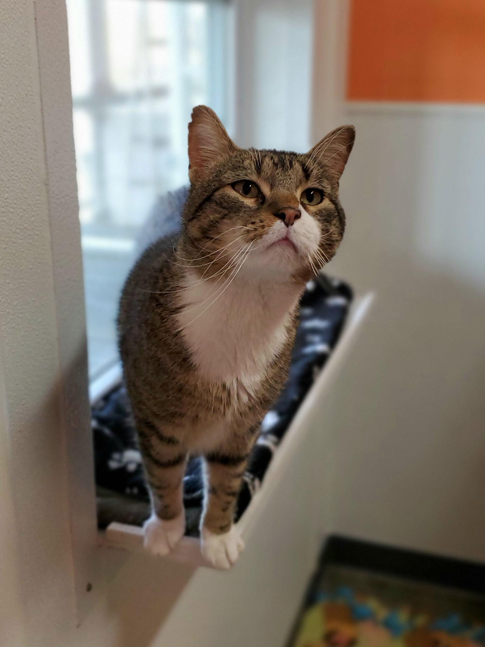 Frank, Adoptable, Young Male Domestic Short Hair.