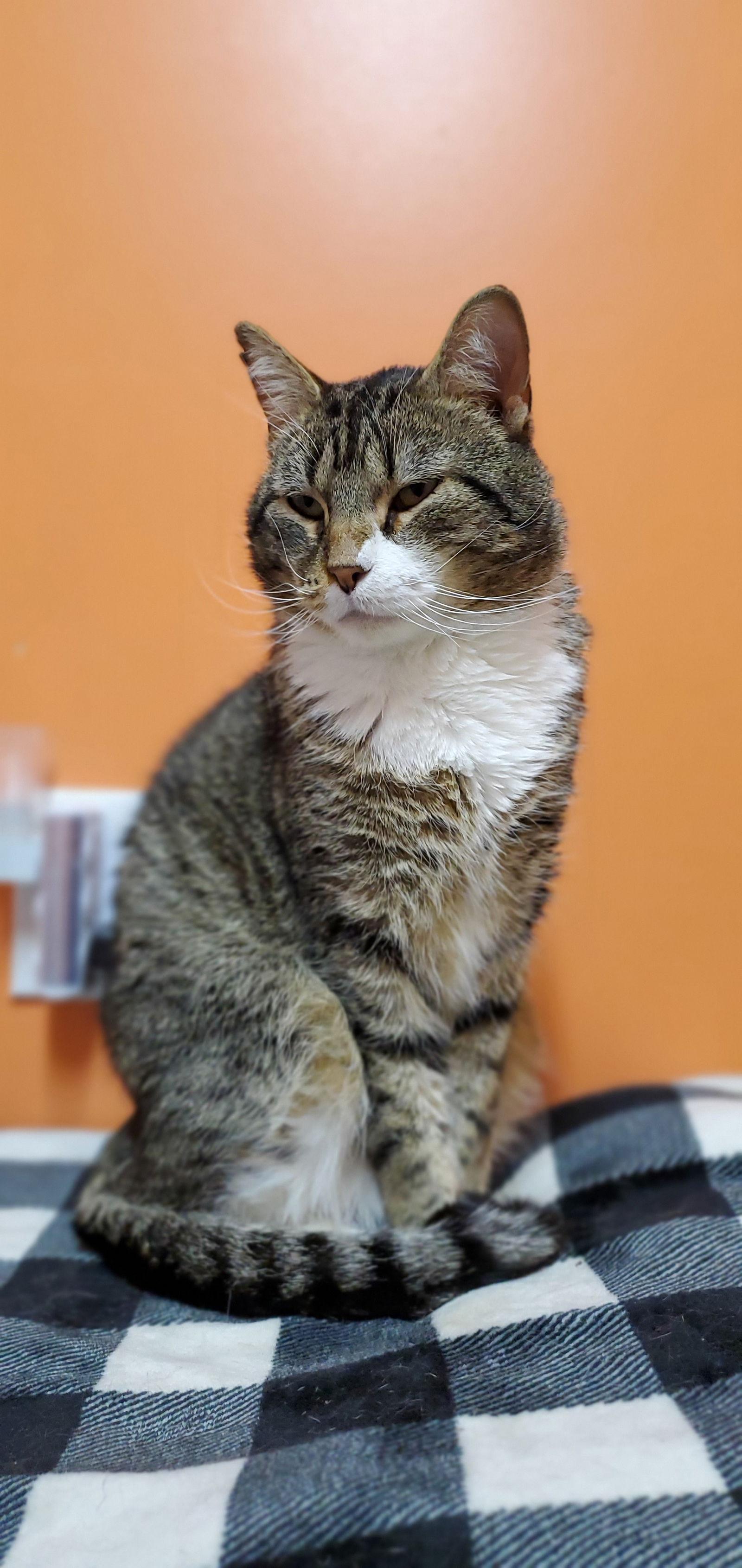 Enlarge Frank, a Adoptable Domestic Short Hair in Estherville, IA image 2/3