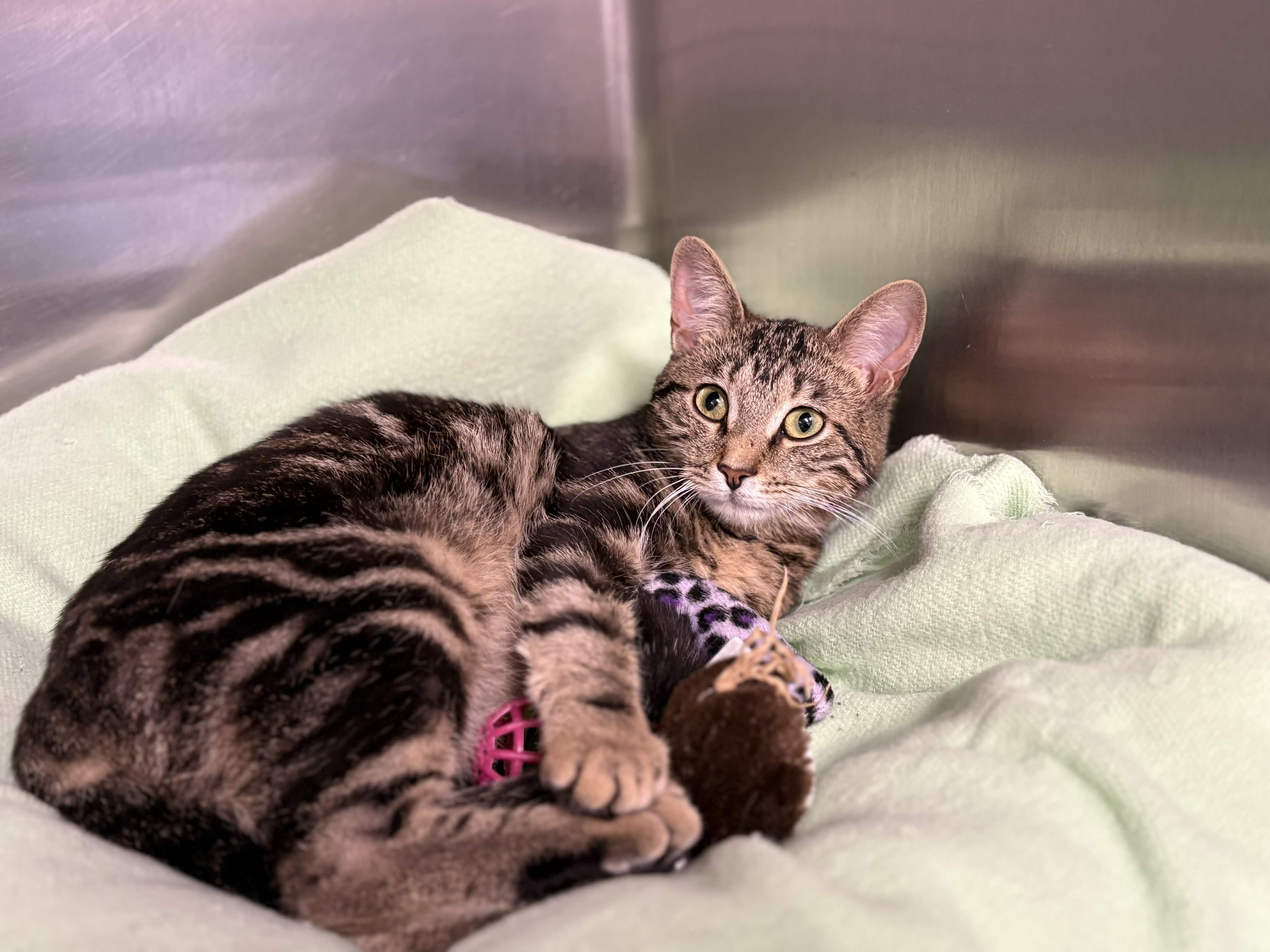 Enlarge Octavia, a ADOPTABLE Domestic Short Hair in St. Clair, MI image 1/1