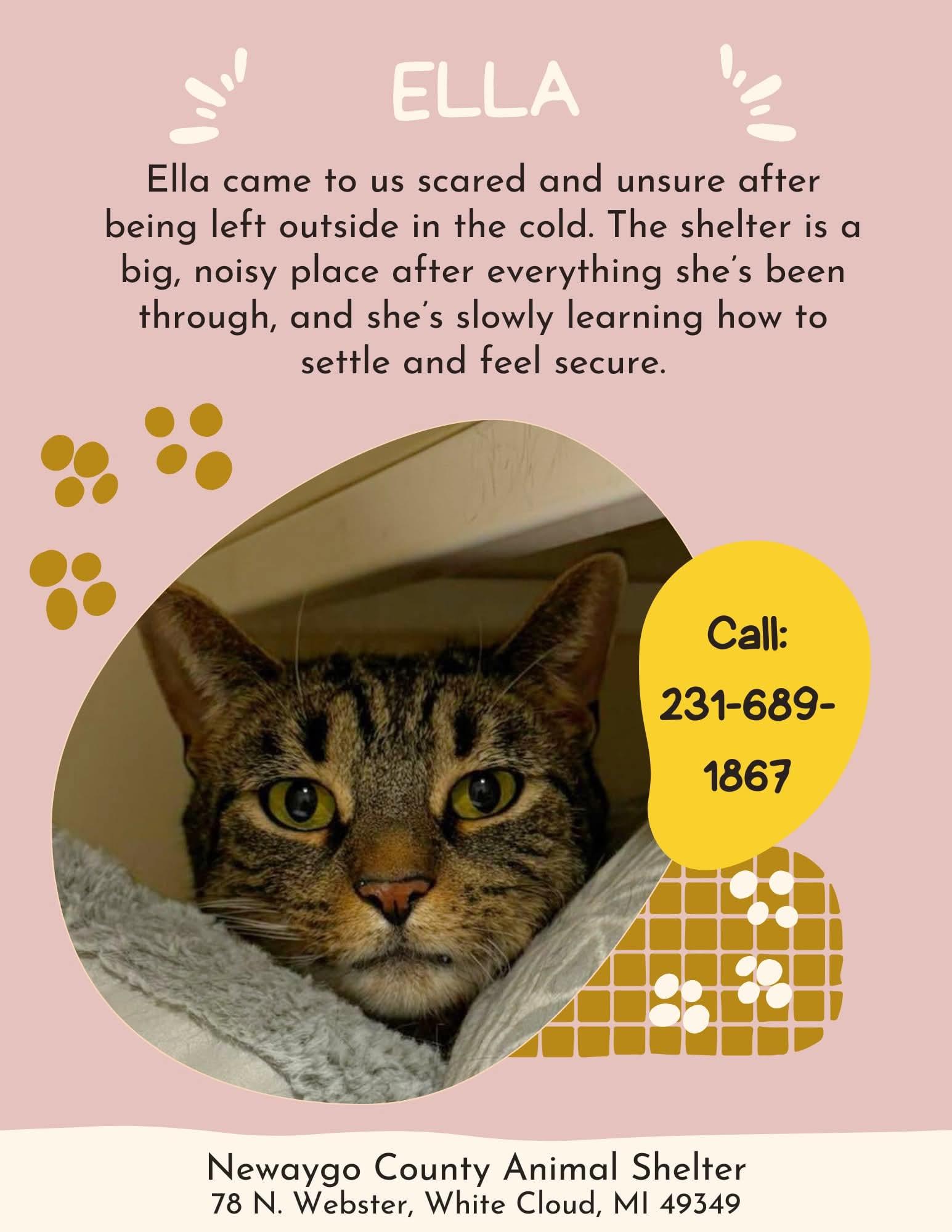 Ella, adopted, Adult Female Domestic Short Hair.