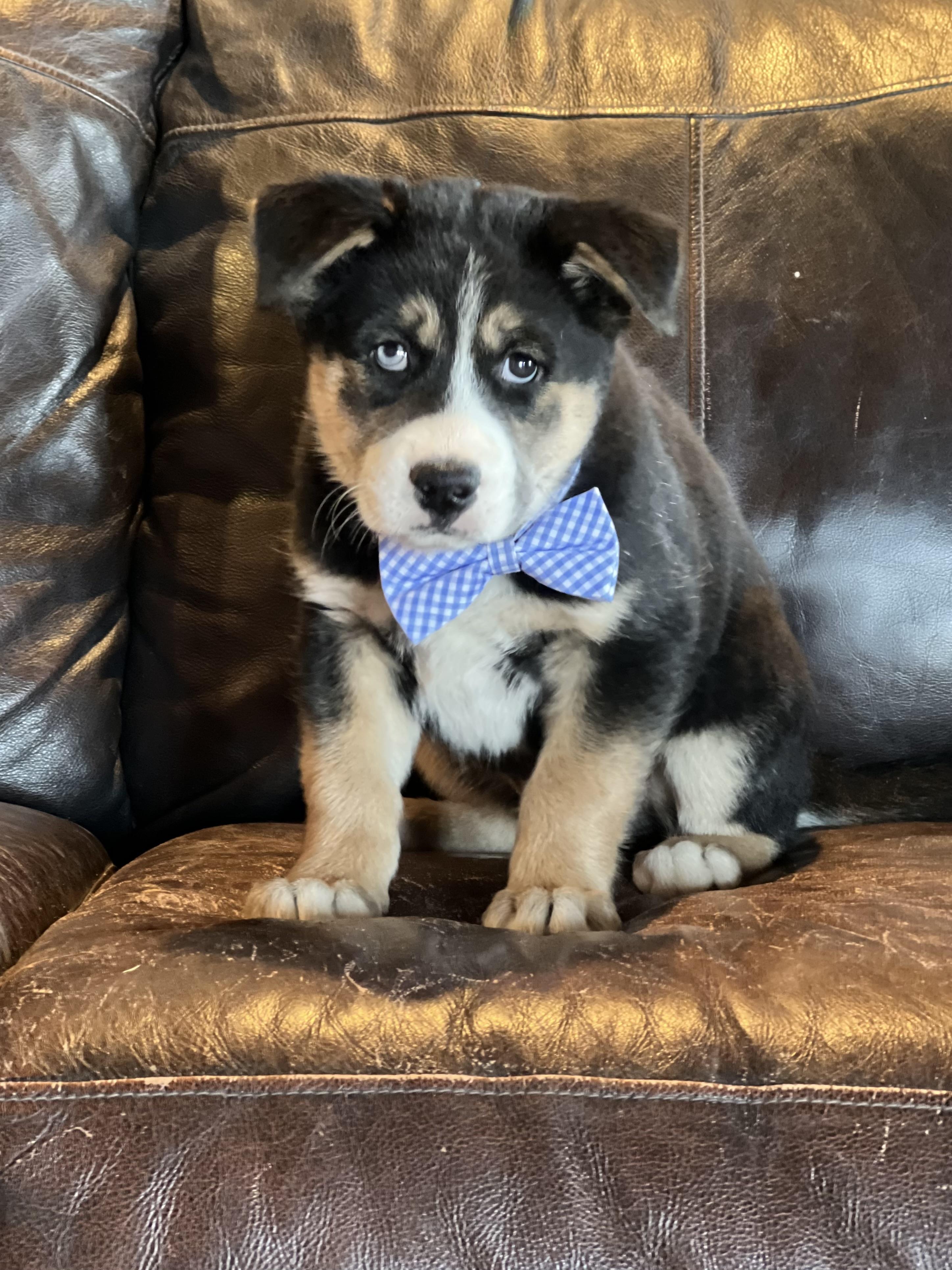 Enlarge Stoney, a ADOPTABLE mixed breed in Lubbock, TX image 3/6