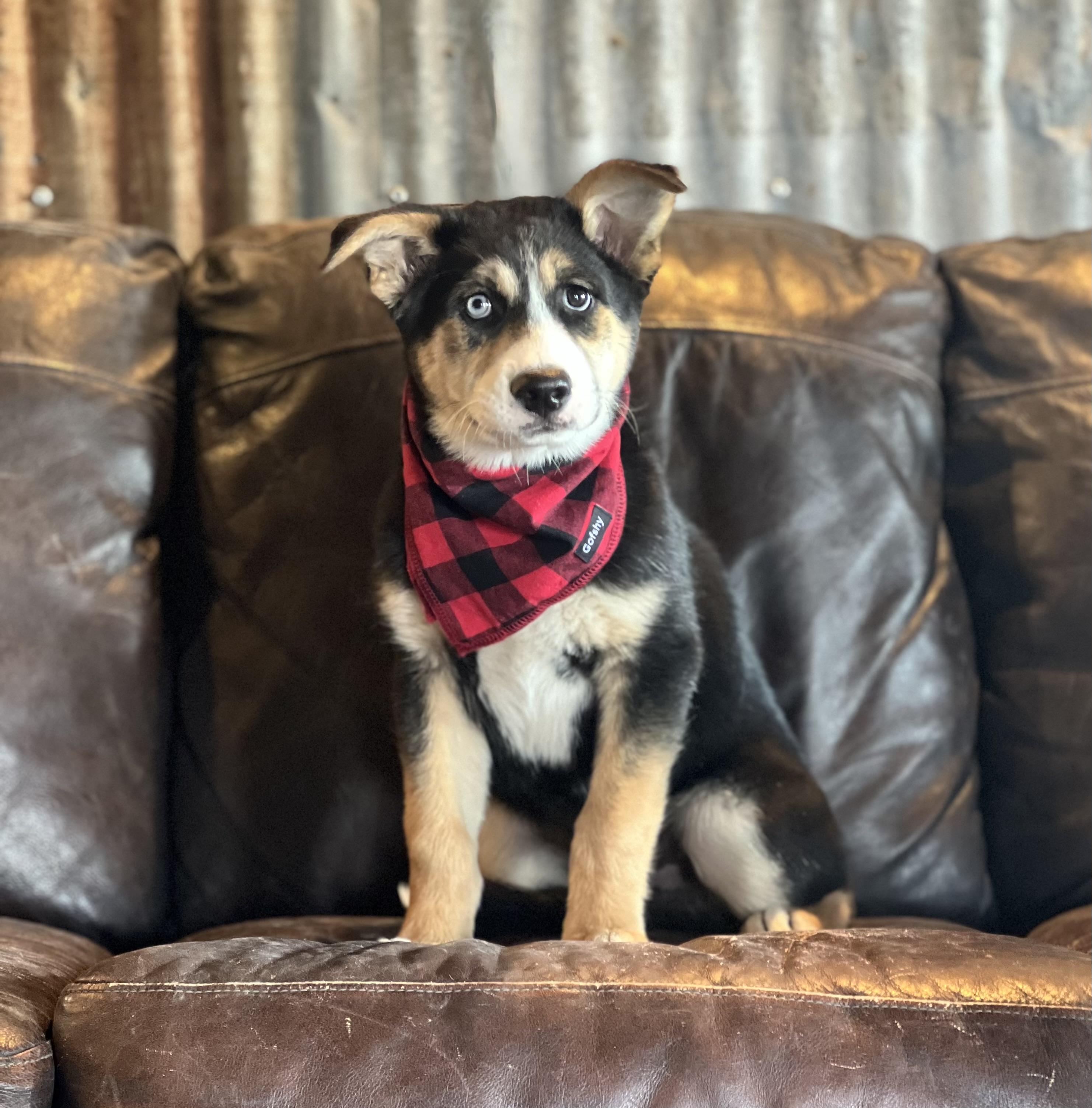 Enlarge Stoney, a ADOPTABLE mixed breed in Lubbock, TX image 4/6