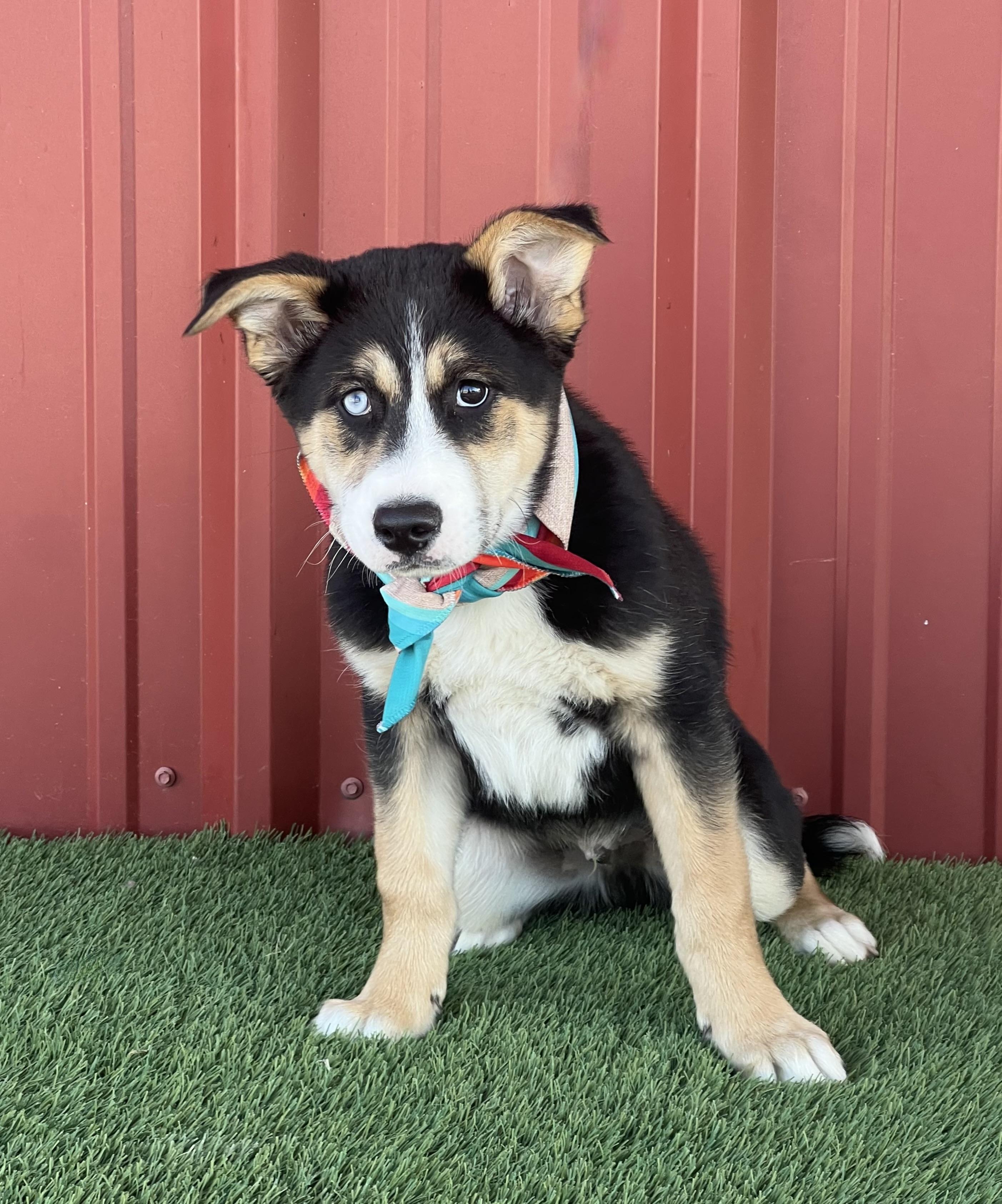 Stoney, ADOPTABLE, Puppy Male Shepherd & Husky.