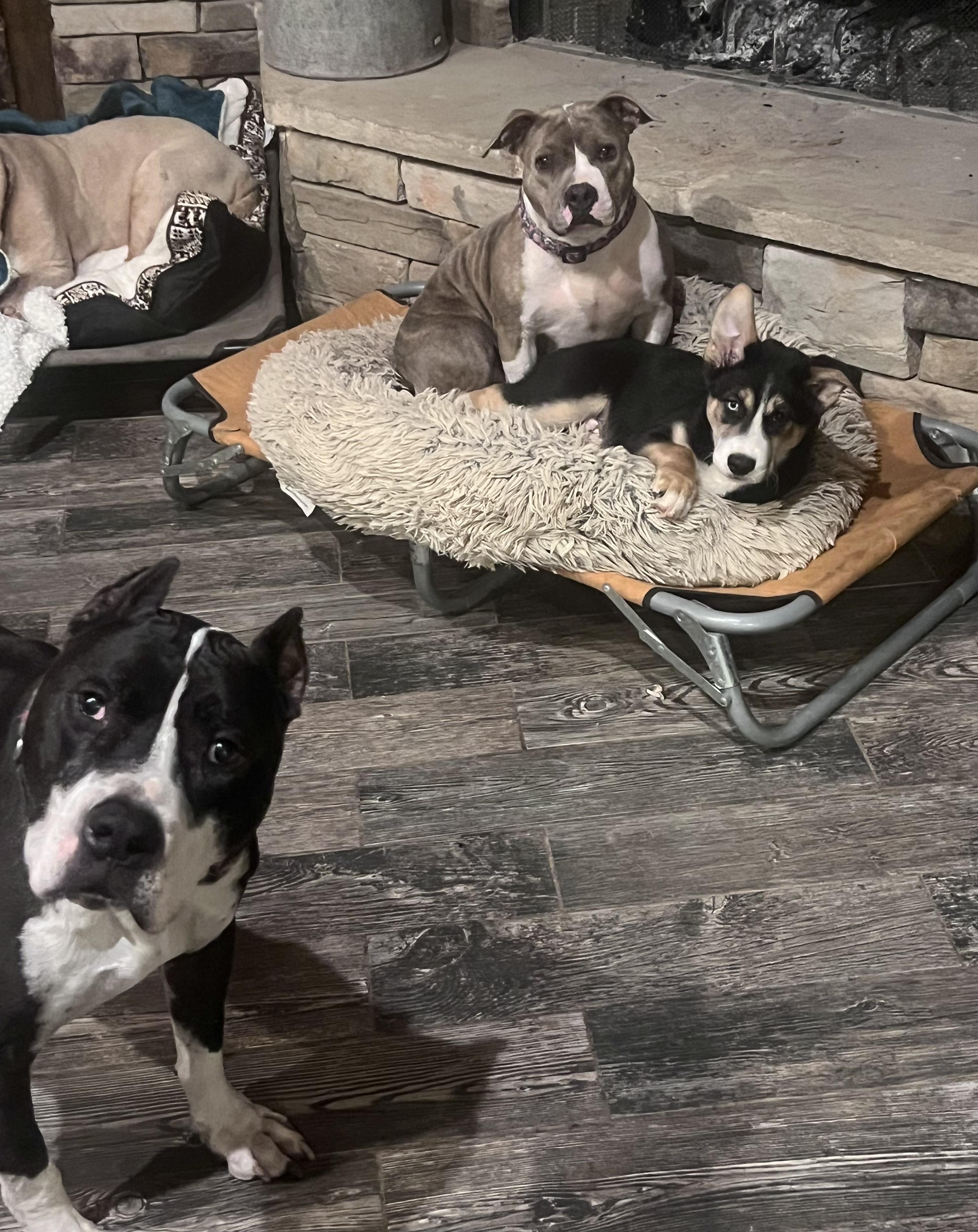 Enlarge Stoney, a ADOPTABLE mixed breed in Lubbock, TX image 5/6