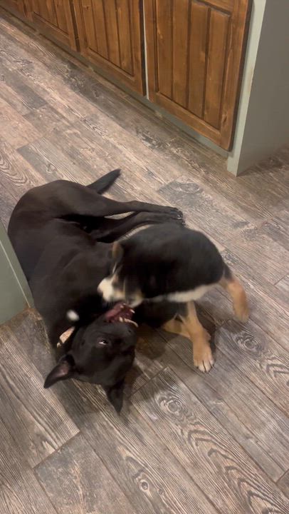 Enlarge Stoney, a ADOPTABLE mixed breed in Lubbock, TX video 6/6