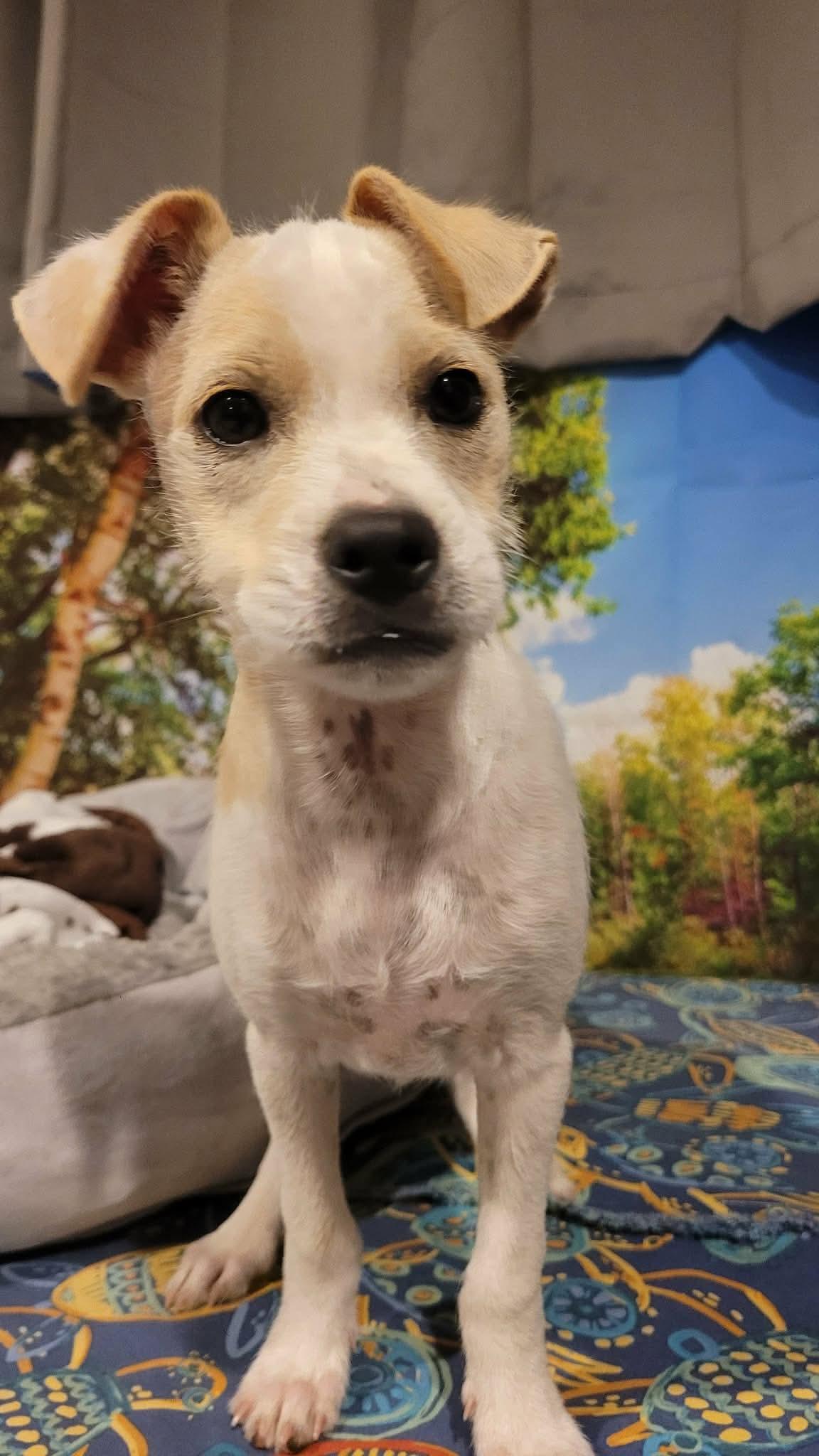 Enlarge Chowder, a Adoptable mixed breed in Beavercreek, OR image 5/6