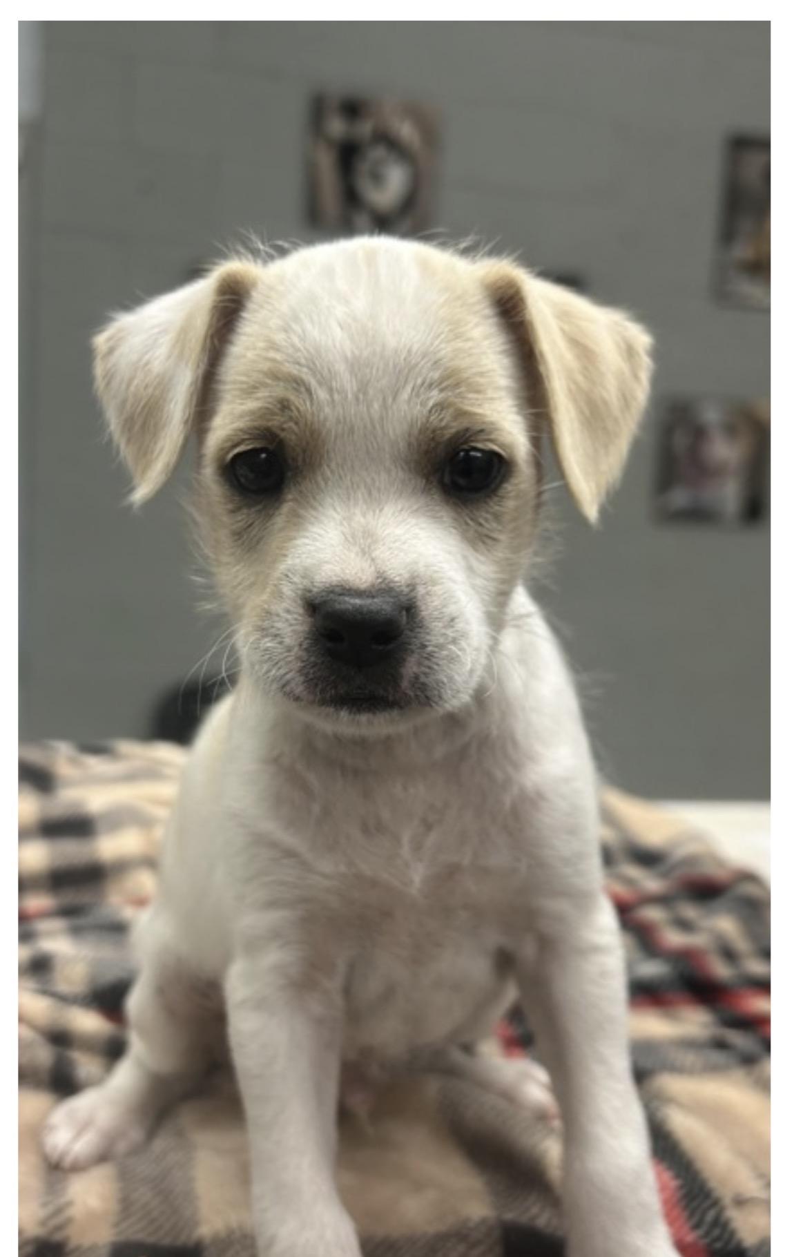 Chowder, Adoptable, Puppy Male Jack Russell Terrier.