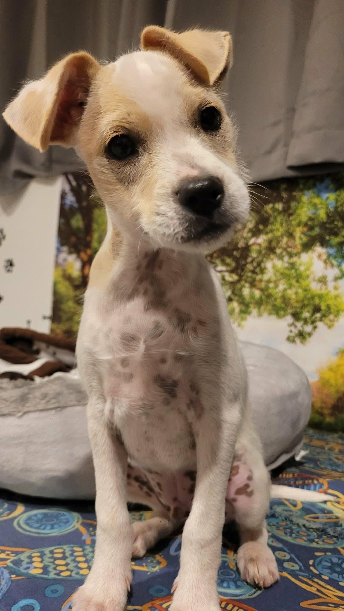 Enlarge Chowder, a Adoptable mixed breed in Beavercreek, OR image 6/6