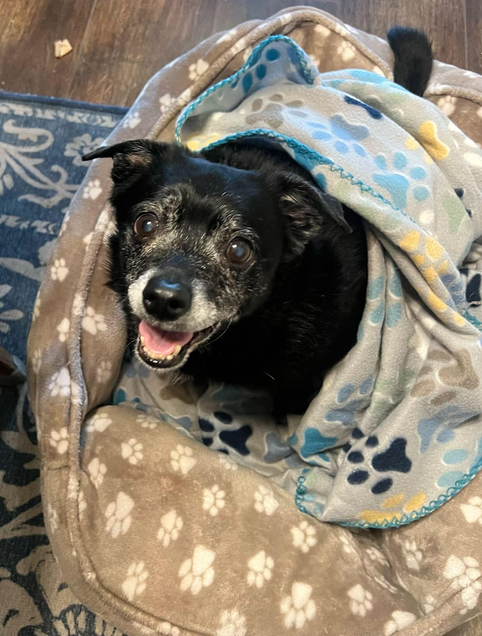 Jack, ADOPTABLE, Senior Male Dachshund & Chihuahua.