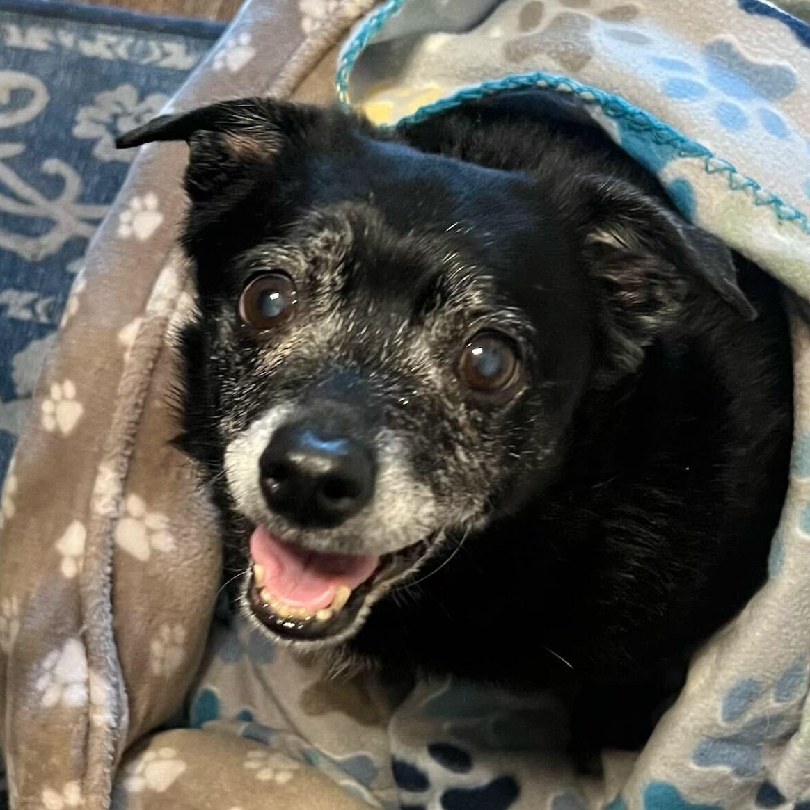 Enlarge Jack Sparrow , a ADOPTABLE mixed breed in Denver, CO image 1/6