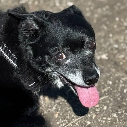 Enlarge Jack Sparrow , a ADOPTABLE mixed breed in Denver, CO image 6/6