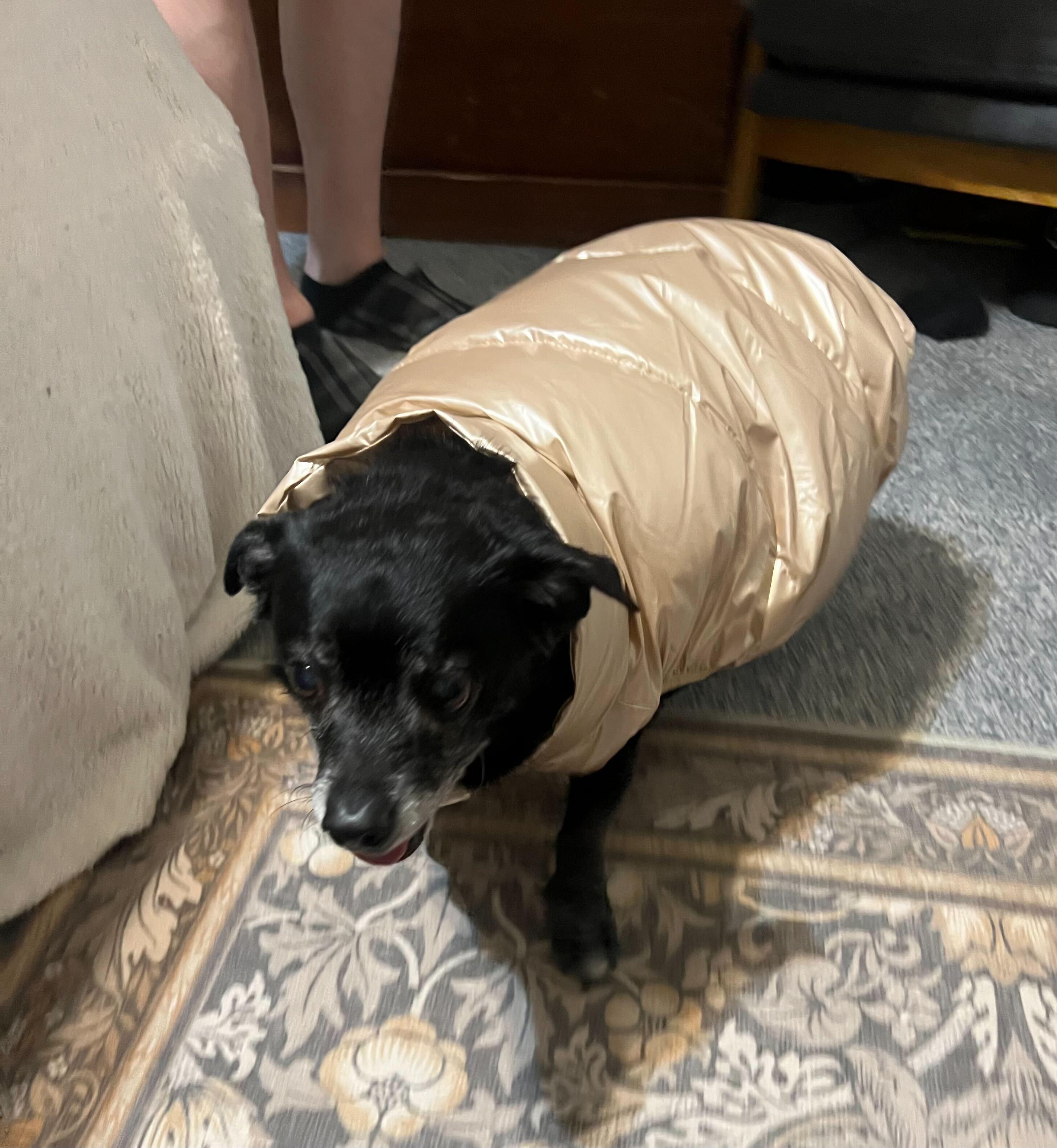 Enlarge Jack, a ADOPTABLE mixed breed in Sandy, UT image 4/5