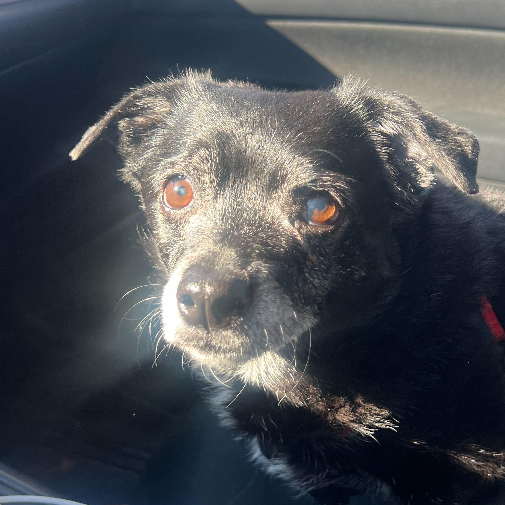 Enlarge Jack Sparrow , a ADOPTABLE mixed breed in Denver, CO image 3/6