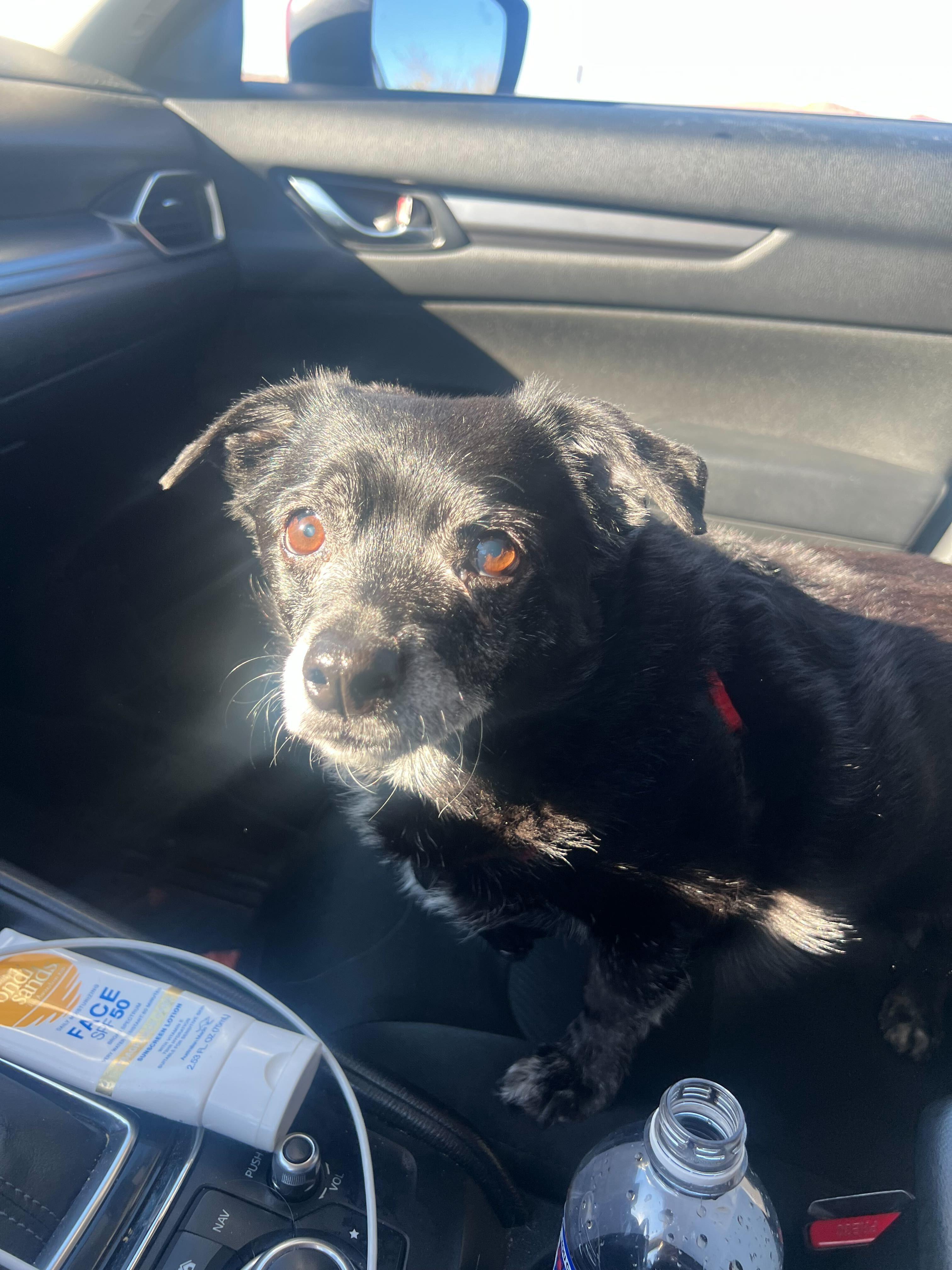 Enlarge Jack, a ADOPTABLE mixed breed in Sandy, UT image 3/5
