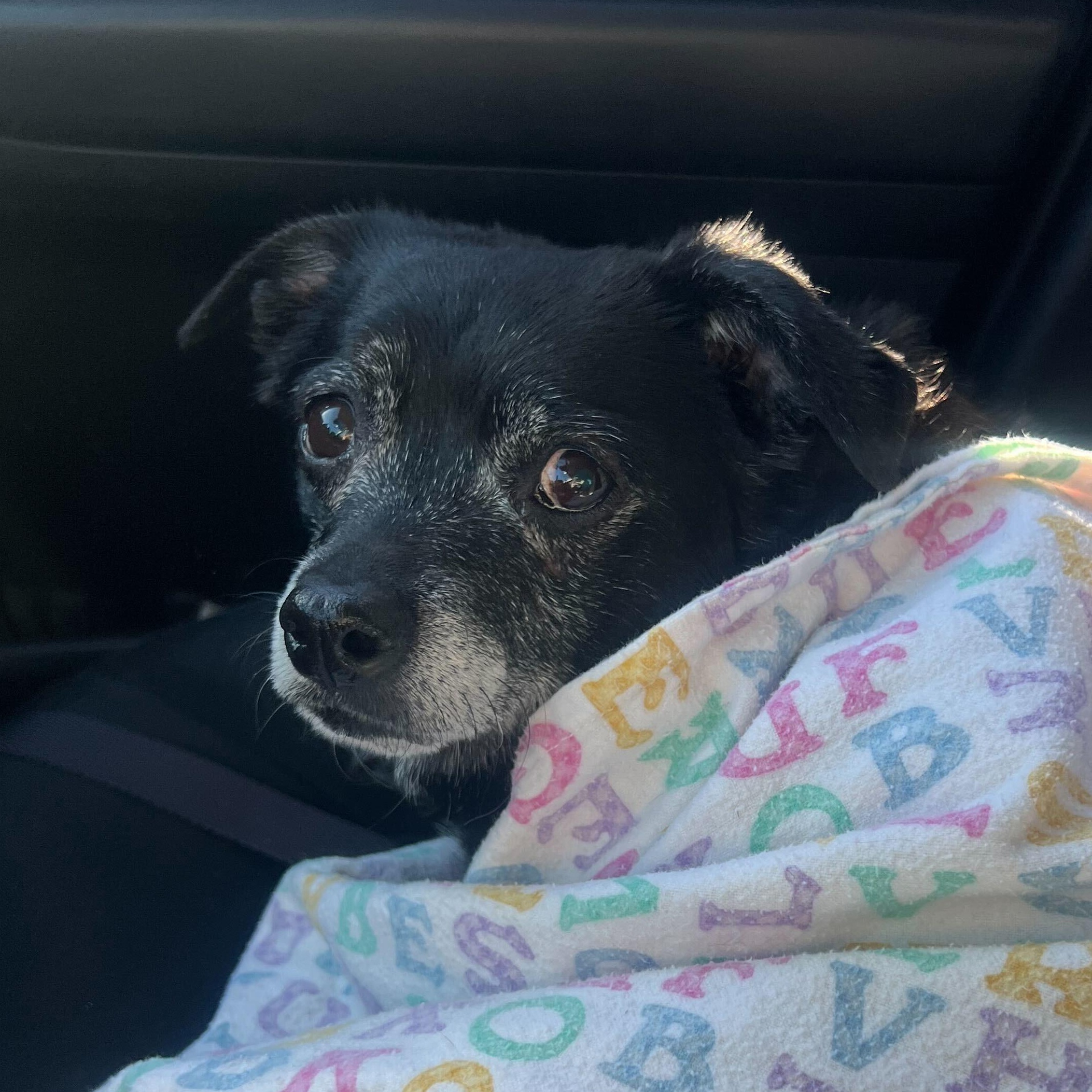 Enlarge Jack Sparrow , a ADOPTABLE mixed breed in Denver, CO image 2/6
