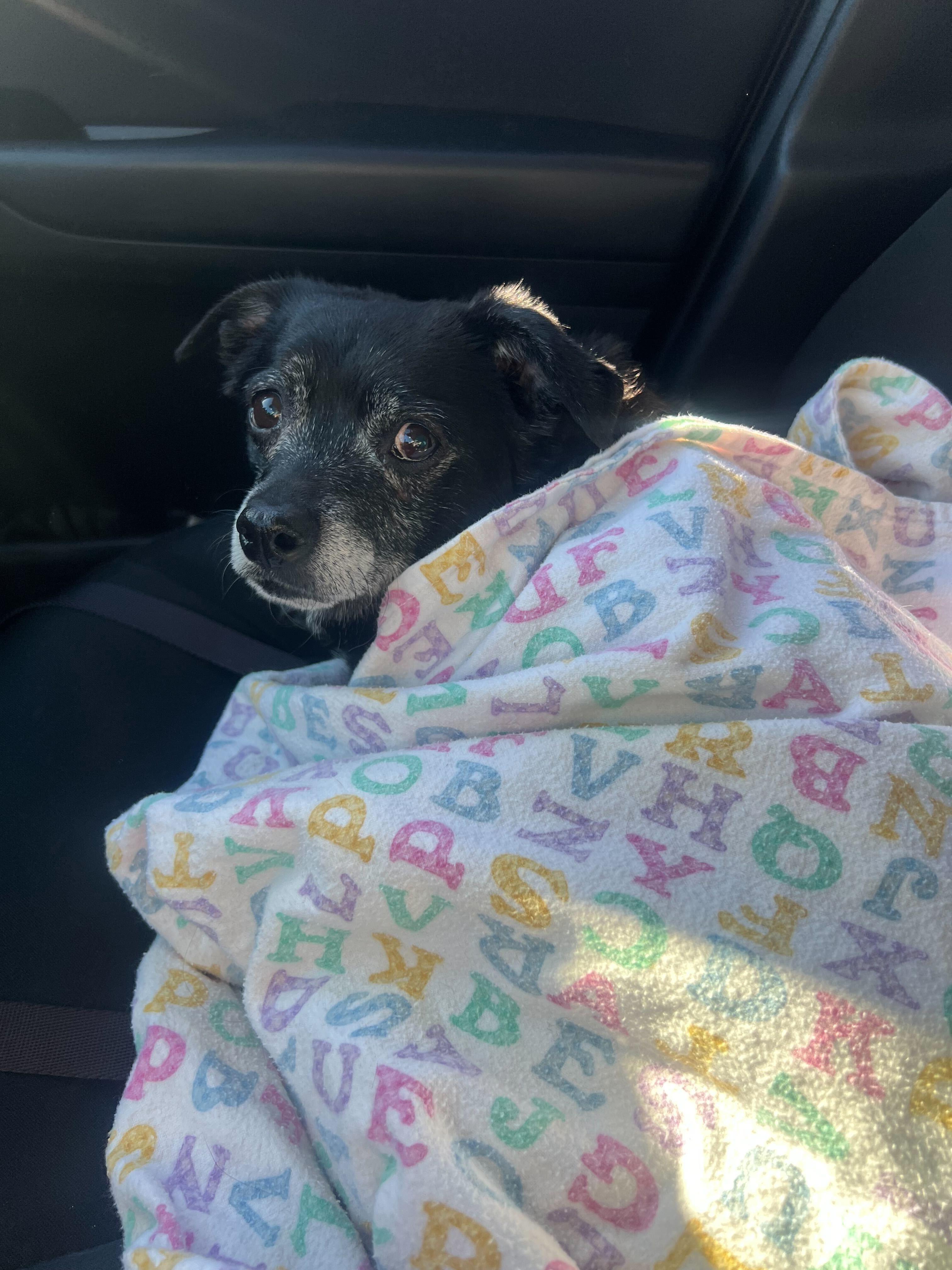 Enlarge Jack, a ADOPTABLE mixed breed in Sandy, UT image 2/5