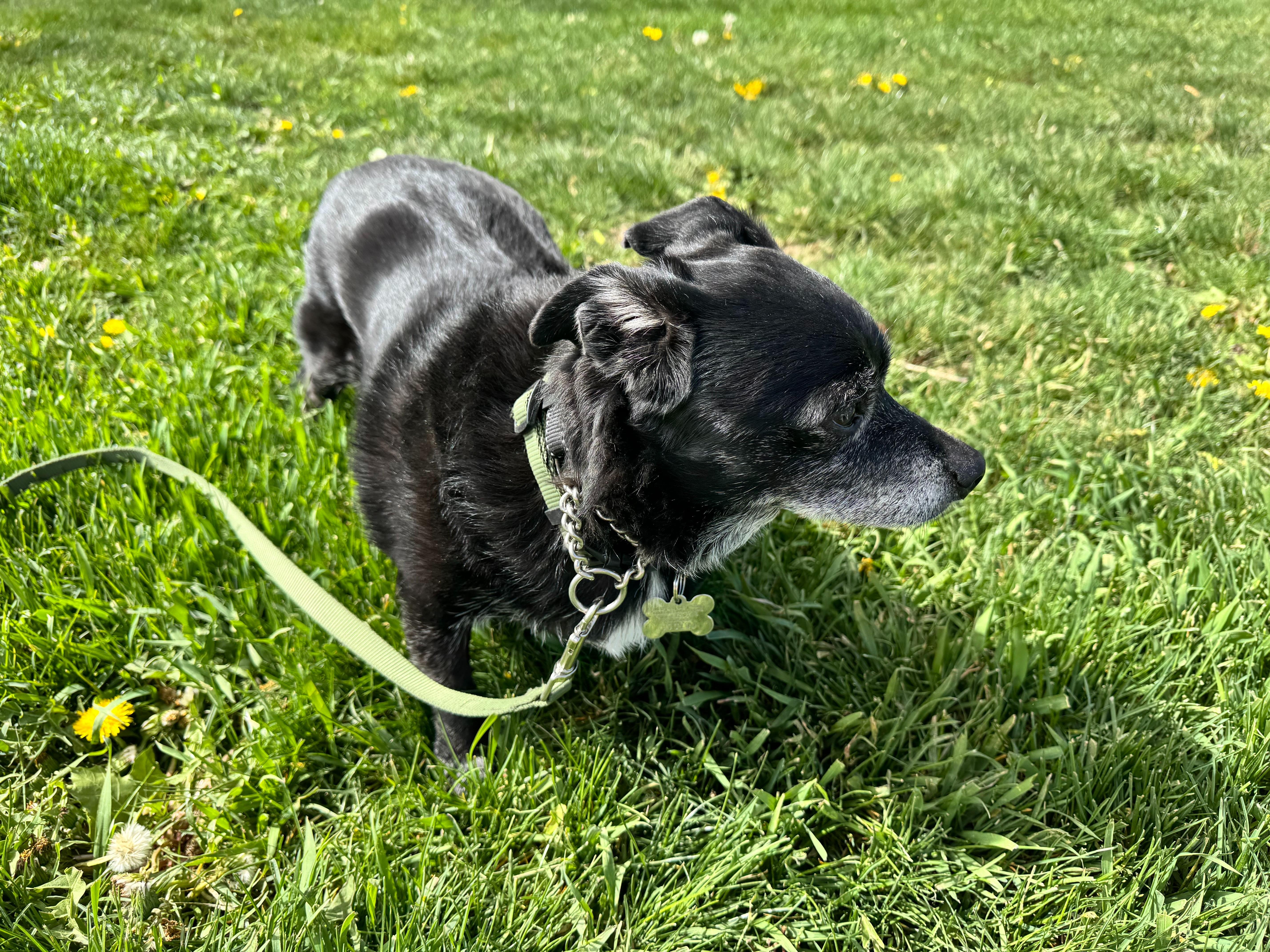 Jack Sparrow , a ADOPTABLE mixed breed in Sandy, UT image 3/6