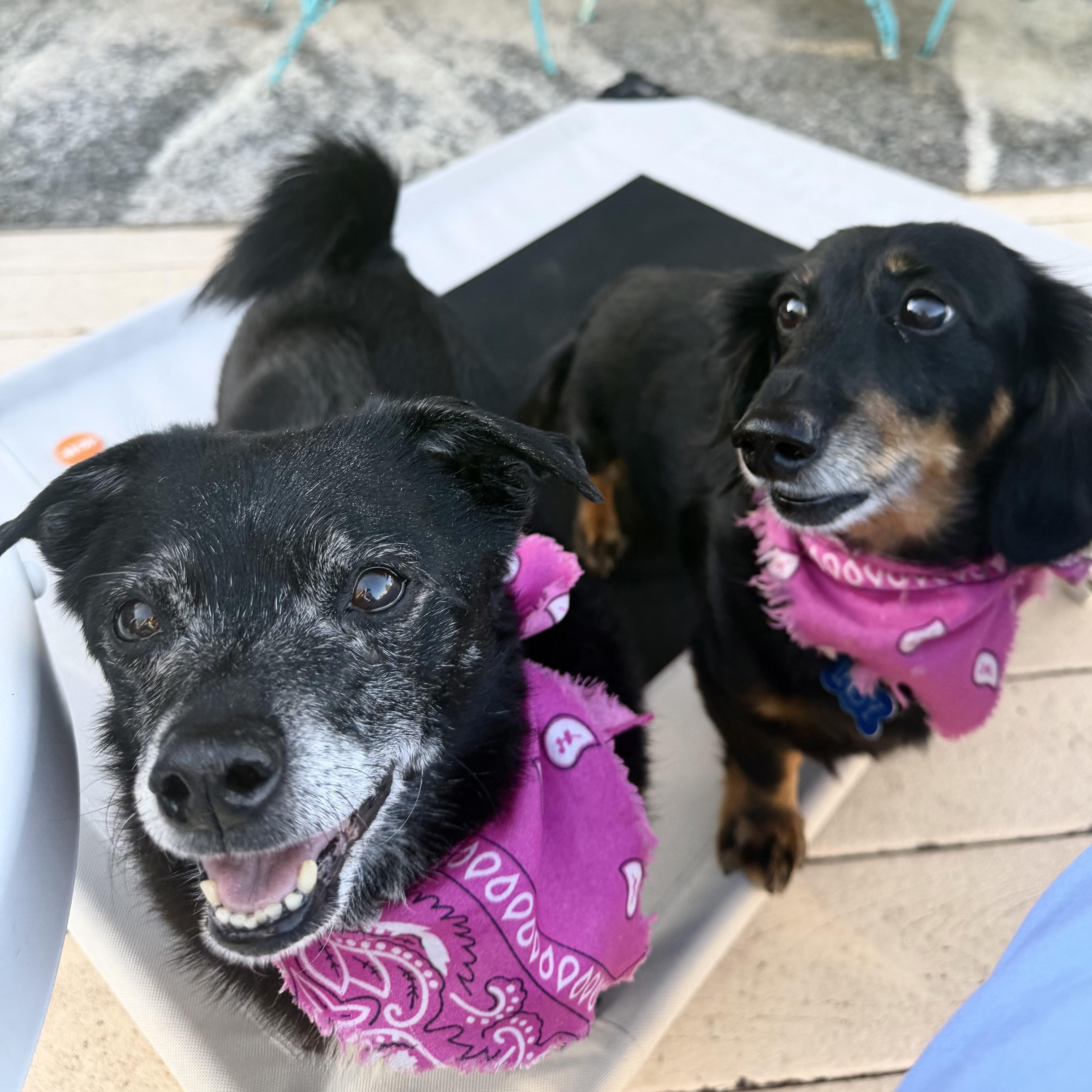 Enlarge Jack Sparrow , a Adoptable mixed breed in Denver, CO image 4/5