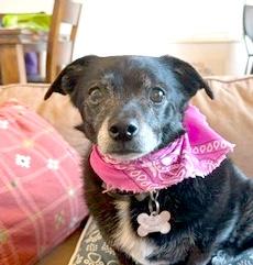 Jack Sparrow , a ADOPTABLE mixed breed in Sandy, UT image 4/6