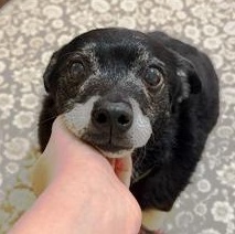 Enlarge Jack Sparrow , a Adoptable mixed breed in Denver, CO image 2/5