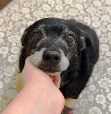 Jack Sparrow , a ADOPTABLE mixed breed in Sandy, UT image 2/6