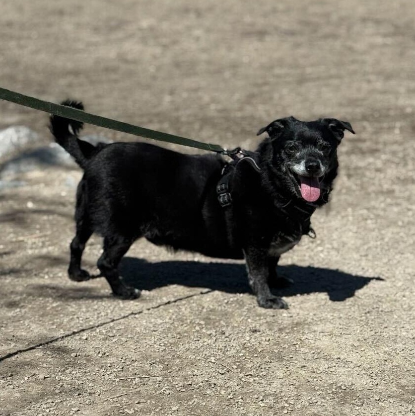 Enlarge Jack Sparrow , a ADOPTABLE mixed breed in Denver, CO image 5/6