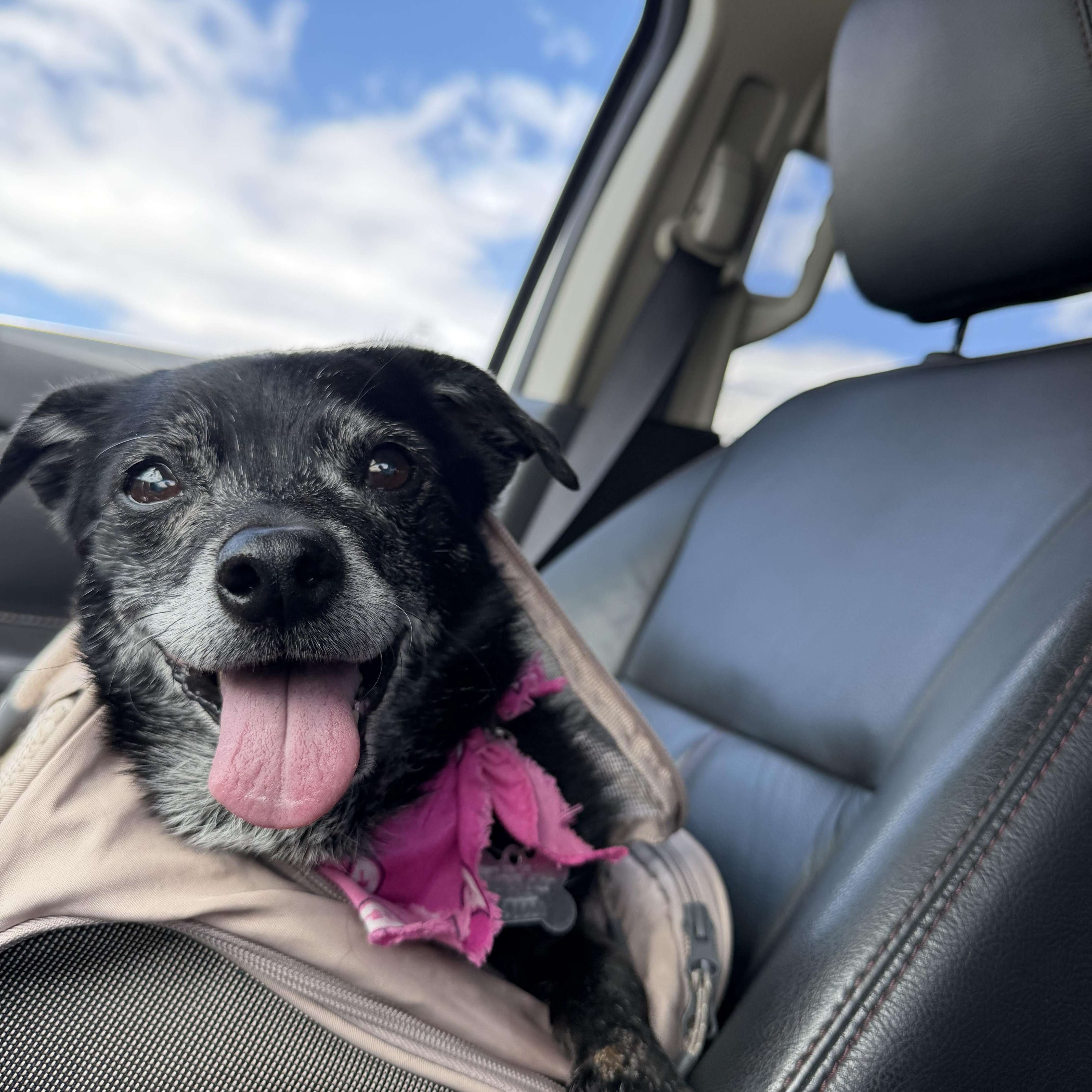 Jack Sparrow , Adoptable, Senior Male Chiweenie & Chihuahua.