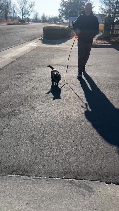 Enlarge Jack, a ADOPTABLE mixed breed in Sandy, UT video 5/5