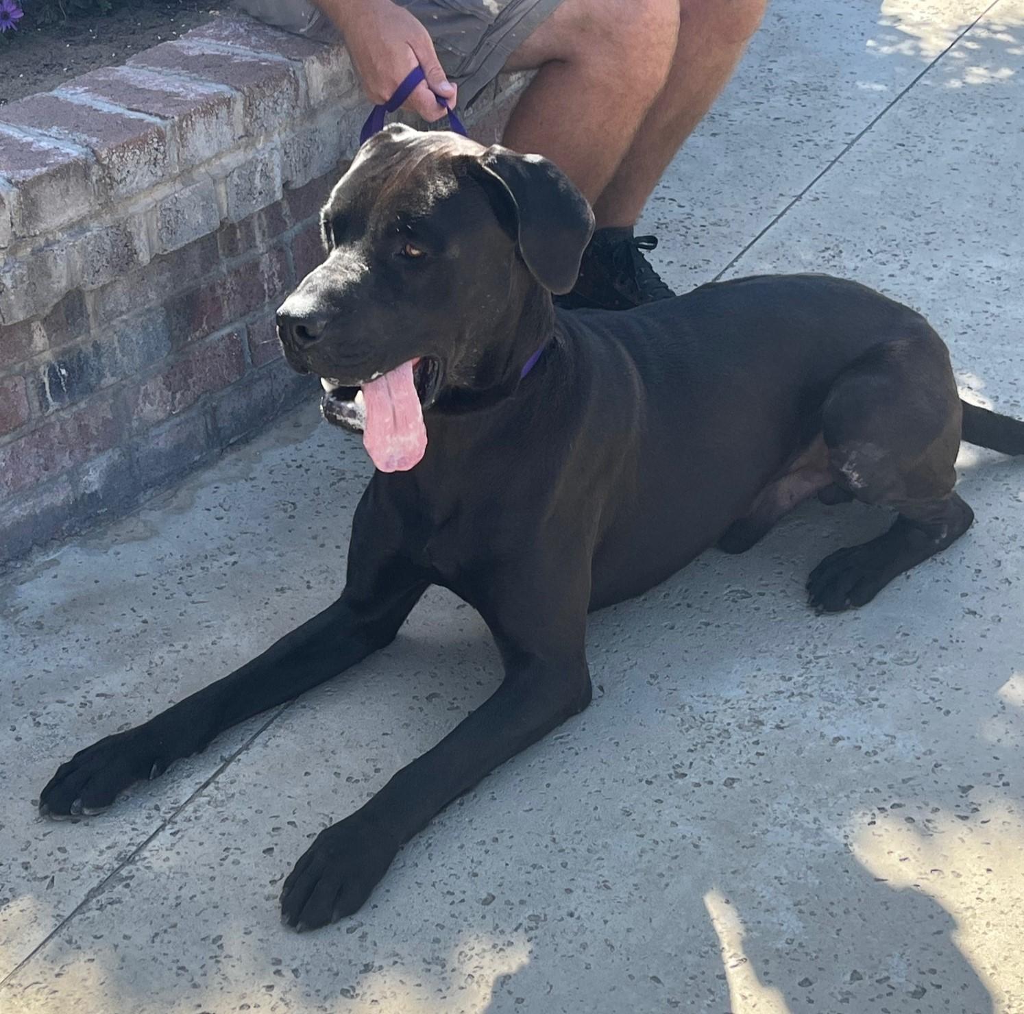 CJ, Adoptable, Young Male Great Dane.