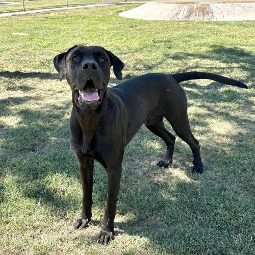 CJ, a Adoptable Great Dane in Lathrop, CA image 1/5