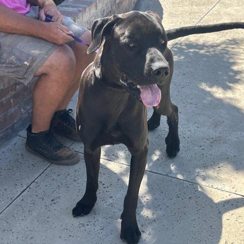 Enlarge CJ, a Adoptable Great Dane in Lathrop, CA image 2/4