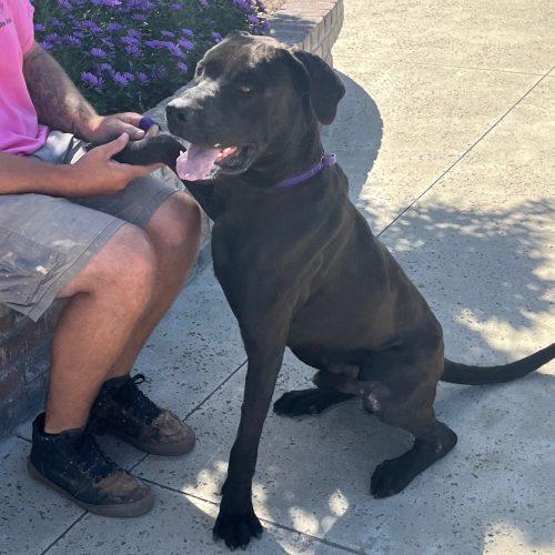Enlarge CJ, a Adoptable Great Dane in Lathrop, CA image 4/4