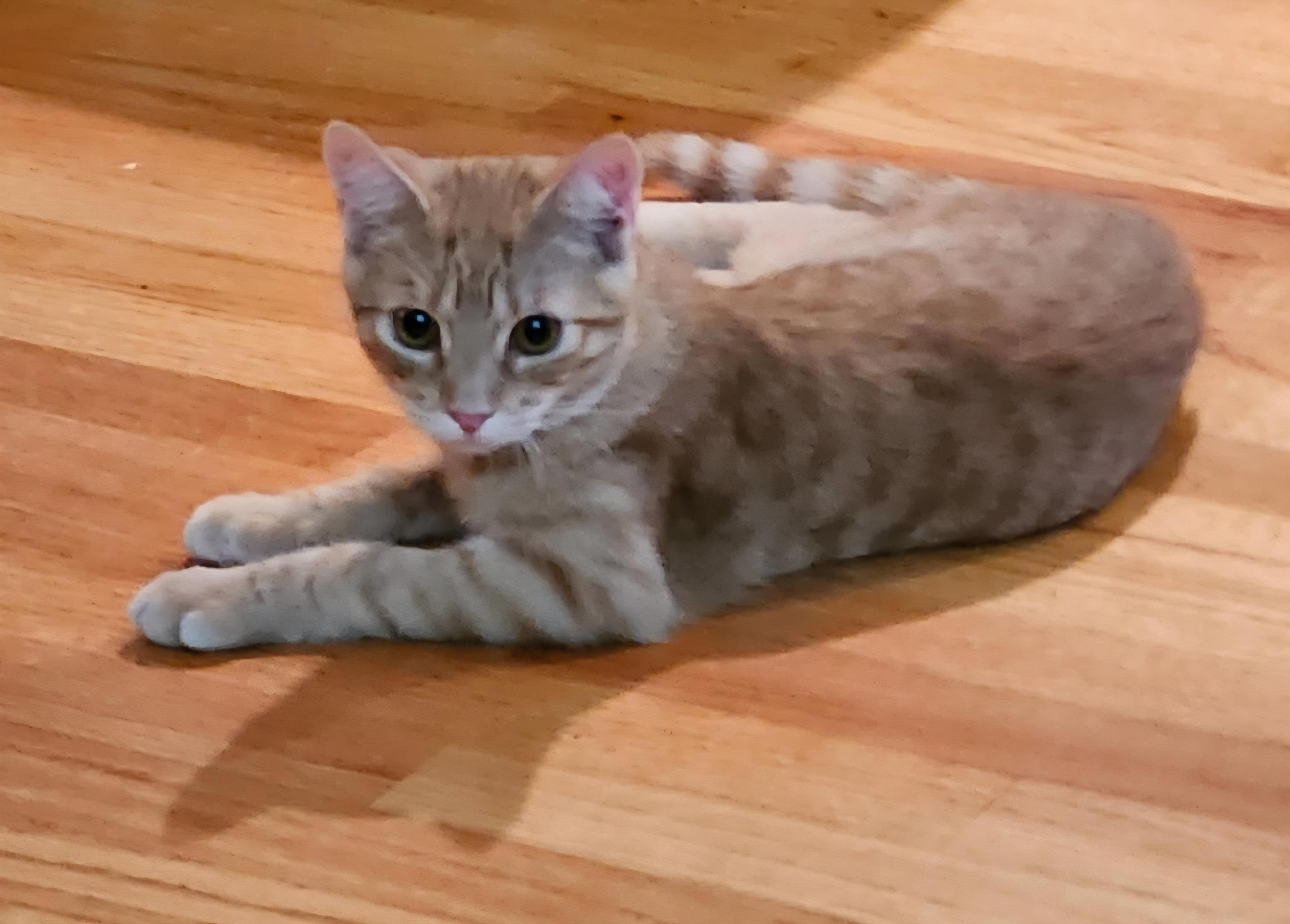 Tang, Adopted, Young Male Domestic Short Hair.