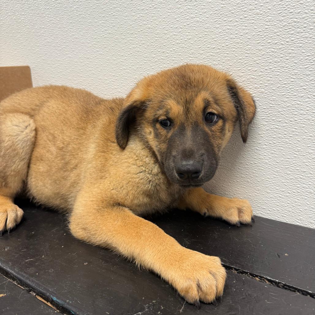 Henry, Adoptable, Puppy Male Shepherd & Mixed Breed.