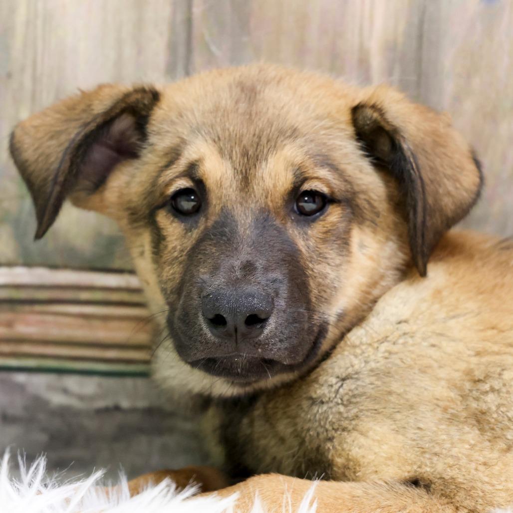 Enlarge Henry, a Adoptable mixed breed in Casa Grande, AZ image 2/2